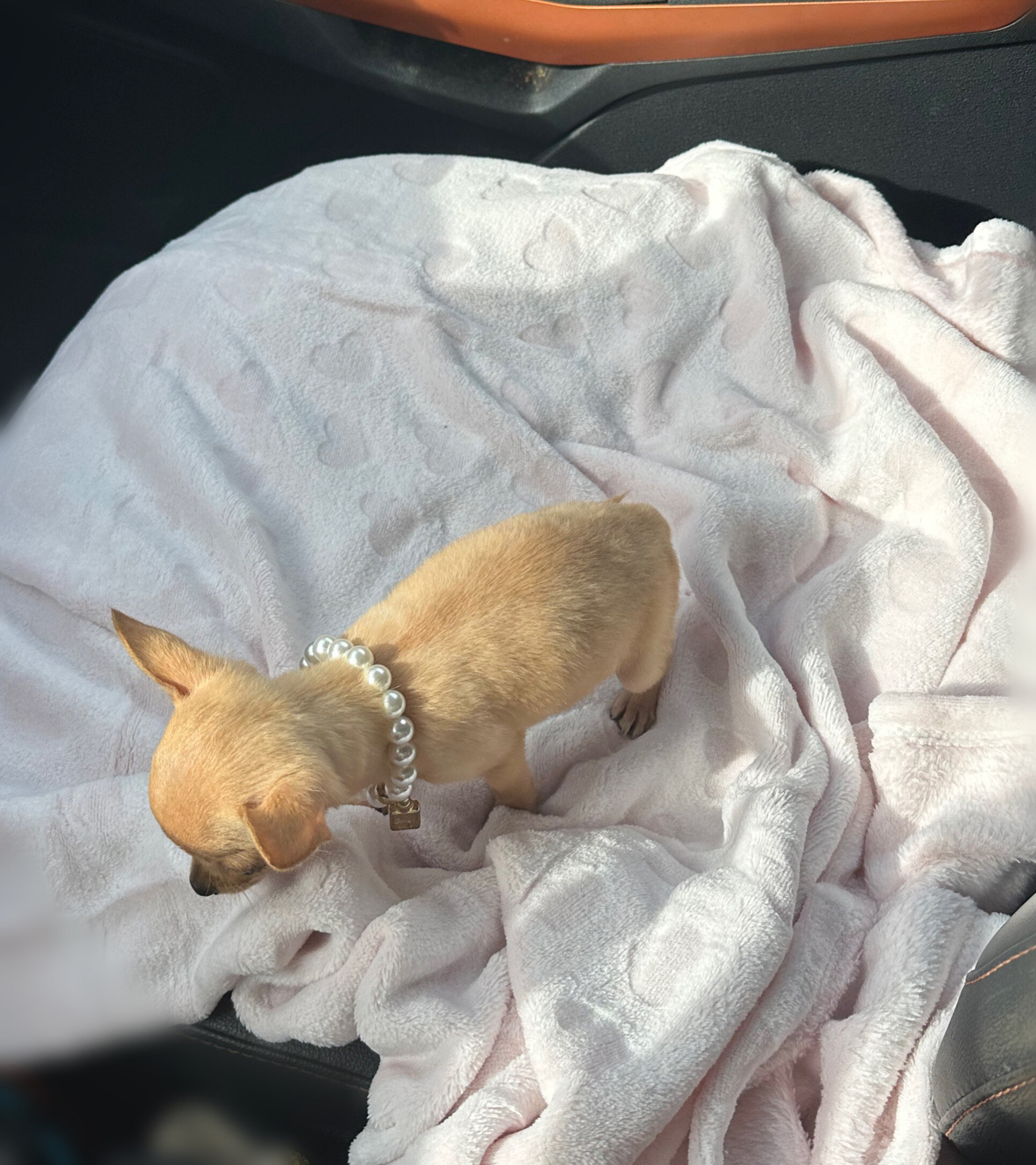TEACUP CHIHUAHUA GIRL 🎀 image 2