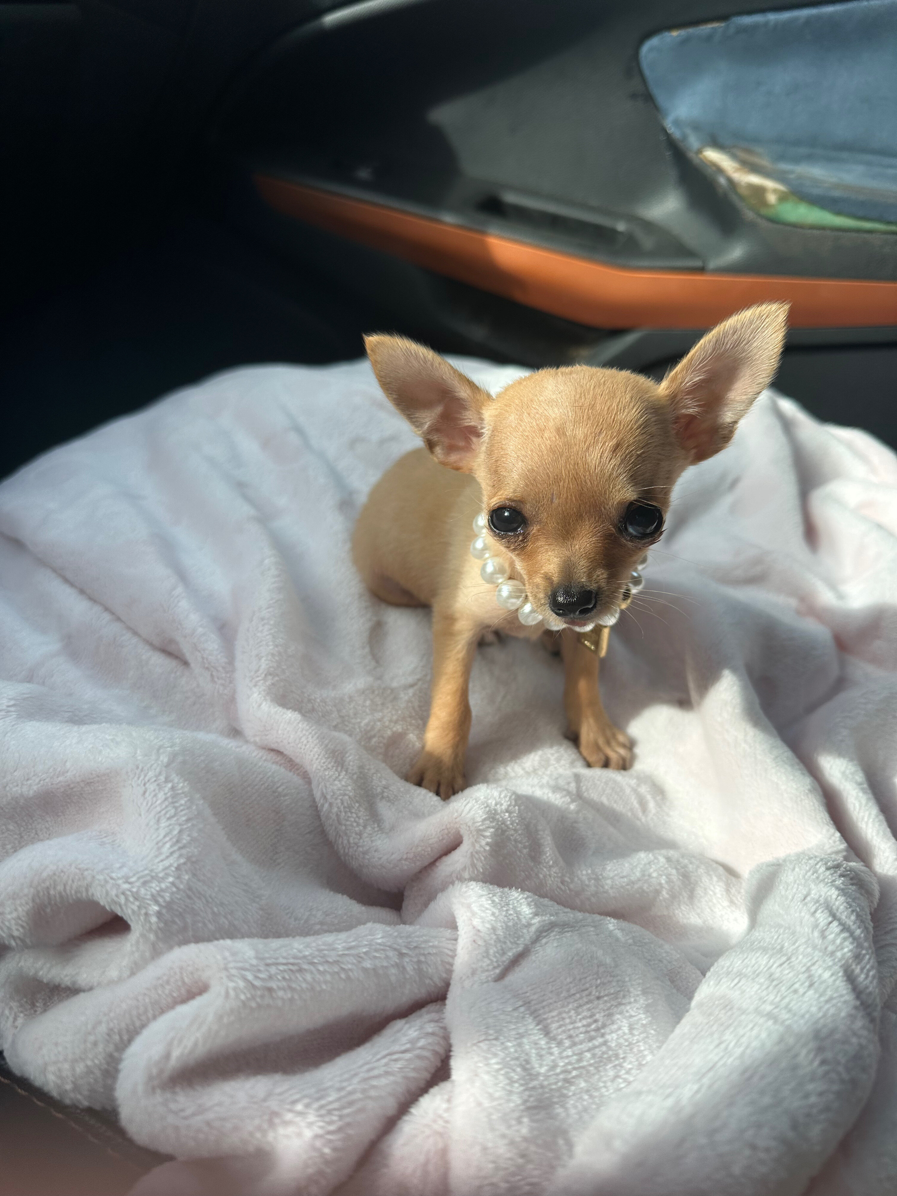 TEACUP CHIHUAHUA GIRL 🎀 image 1