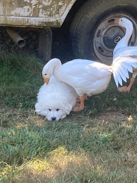 LGD Great Pyrenees Female Pup image 2