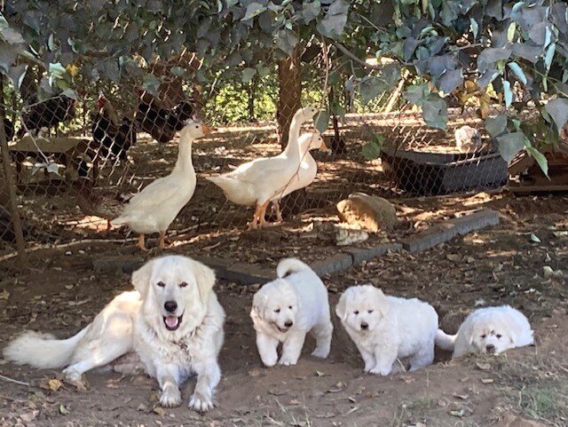 LGD Great Pyrenees Female Pup image 3