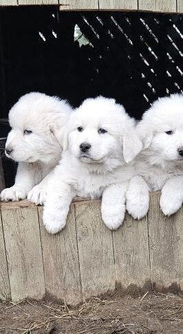 LGD Great Pyrenees Female Pup image 1