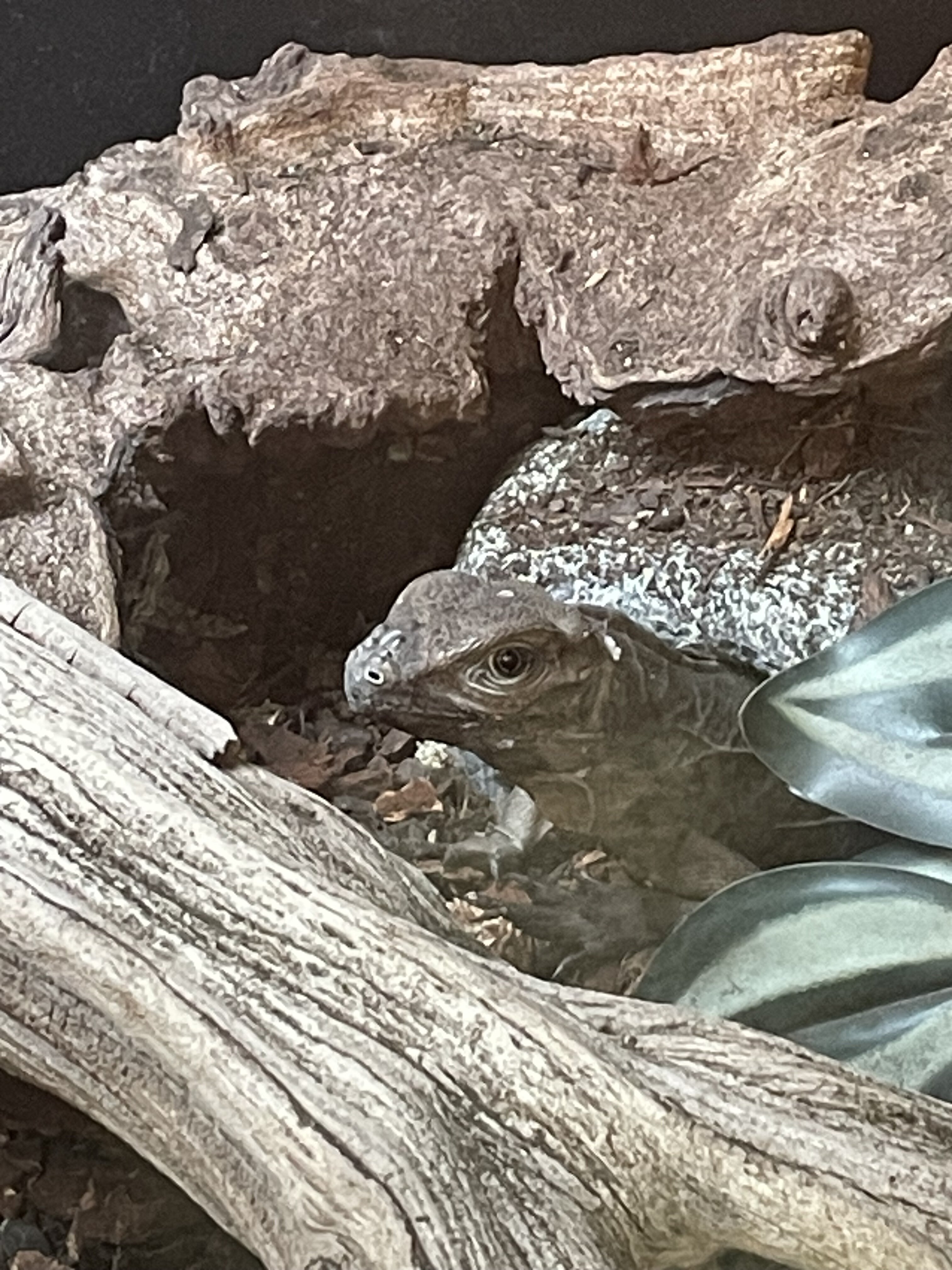 Rhino iguana and cage image 3