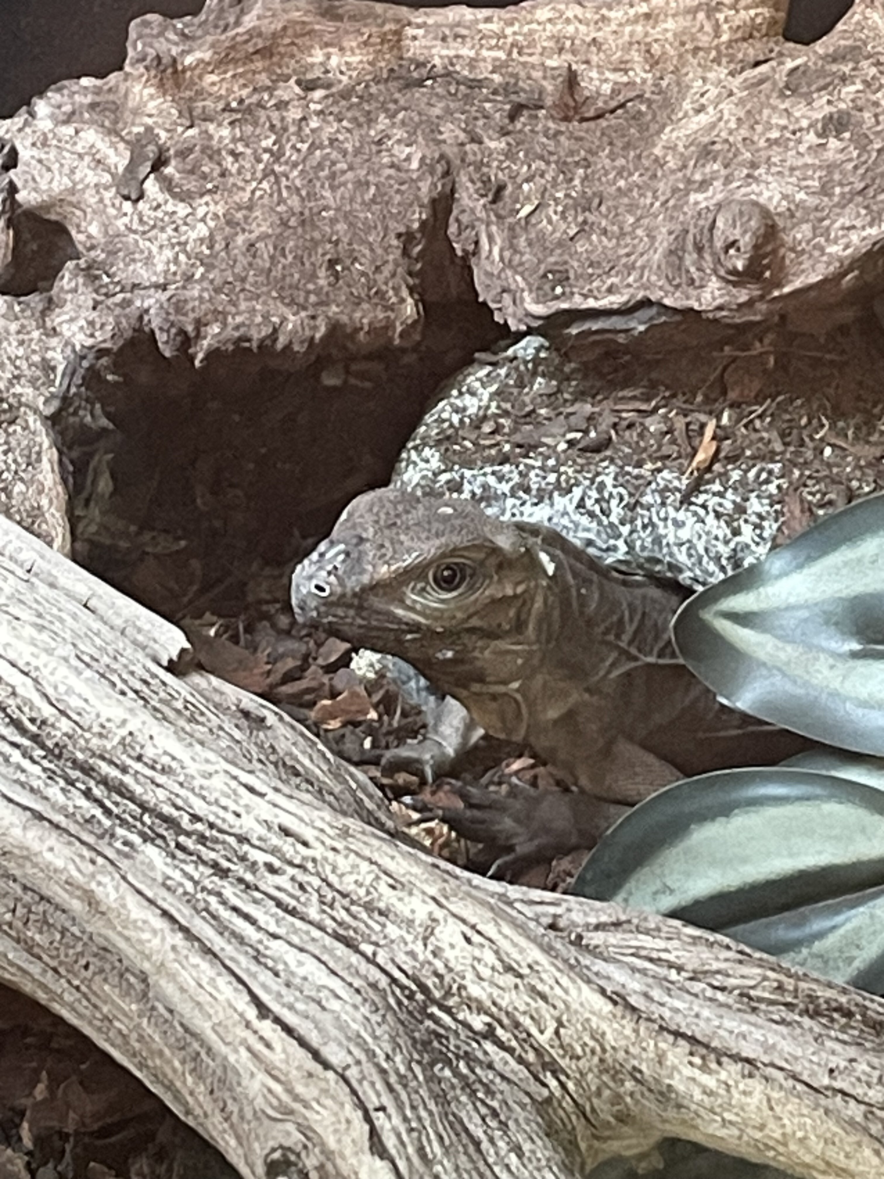 Rhino iguana and cage image 2