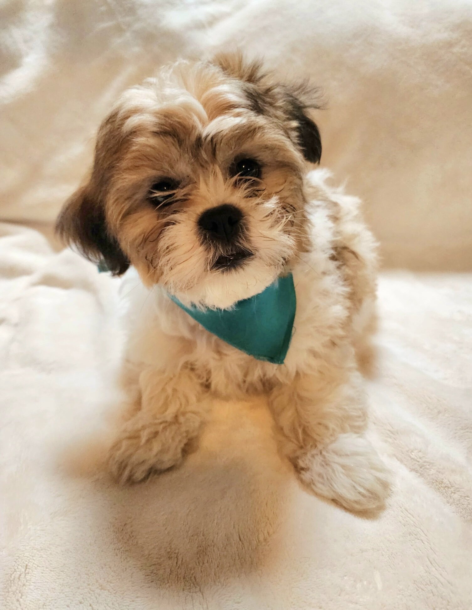 Shichon puppies image 2