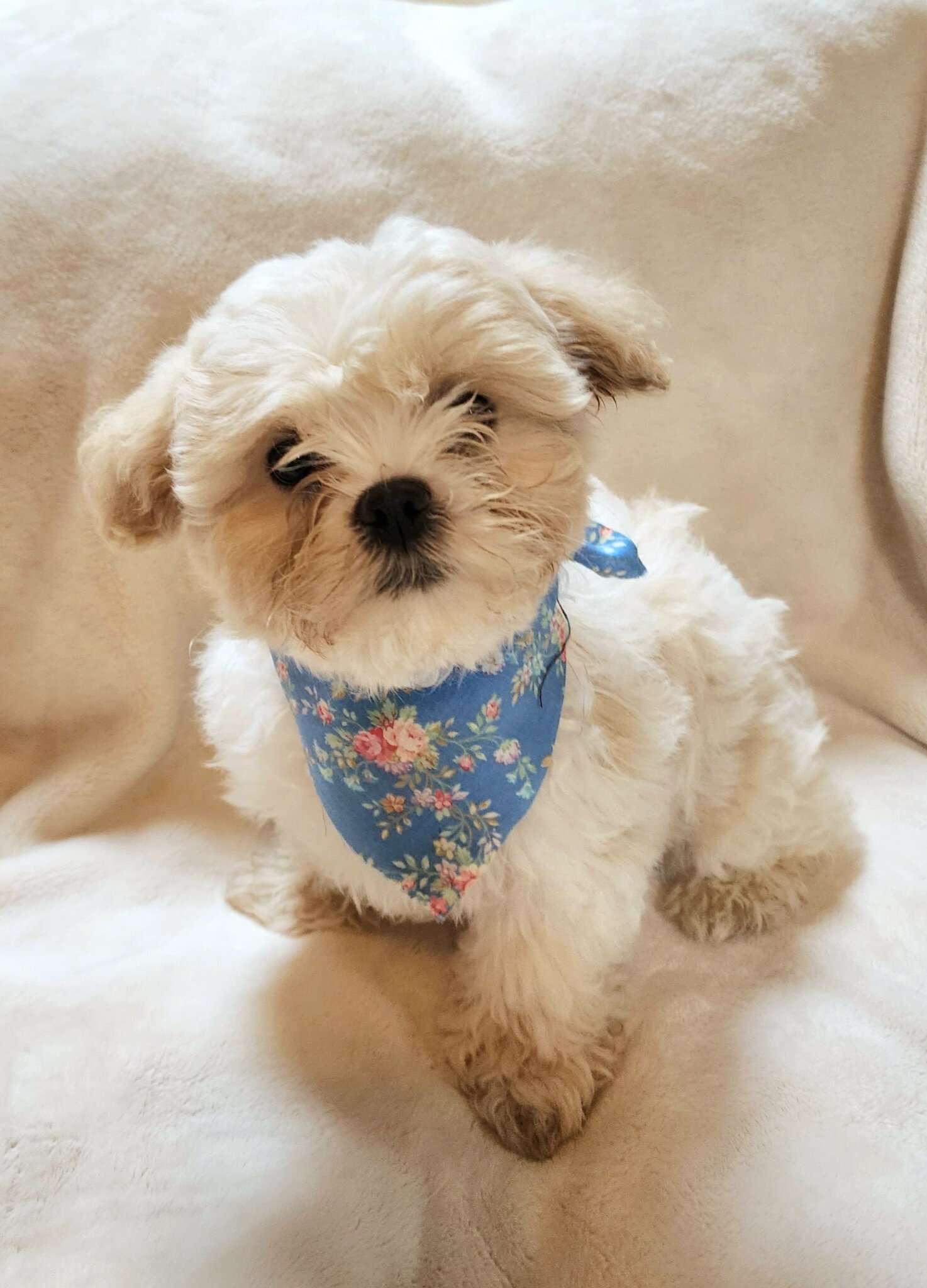 Shichon puppies image 4