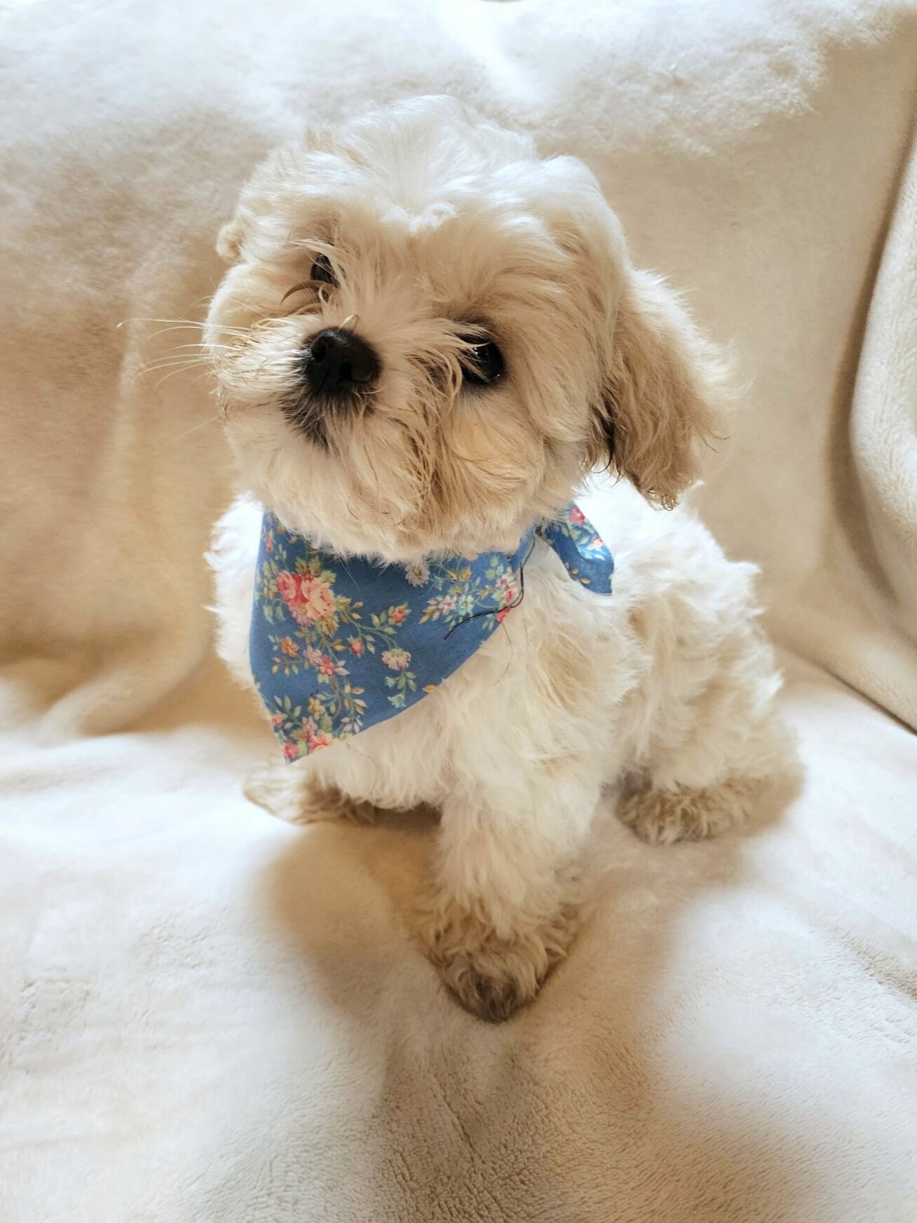 Shichon puppies image 8