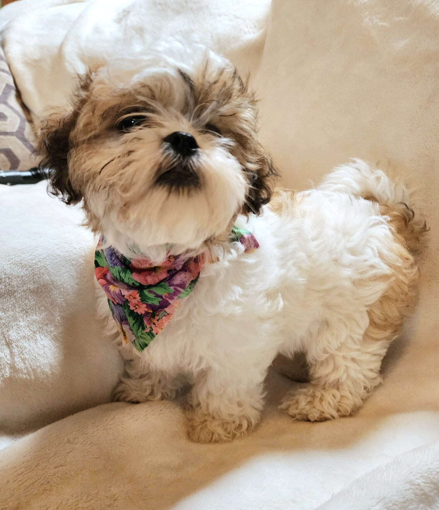 Shichon puppies image 3