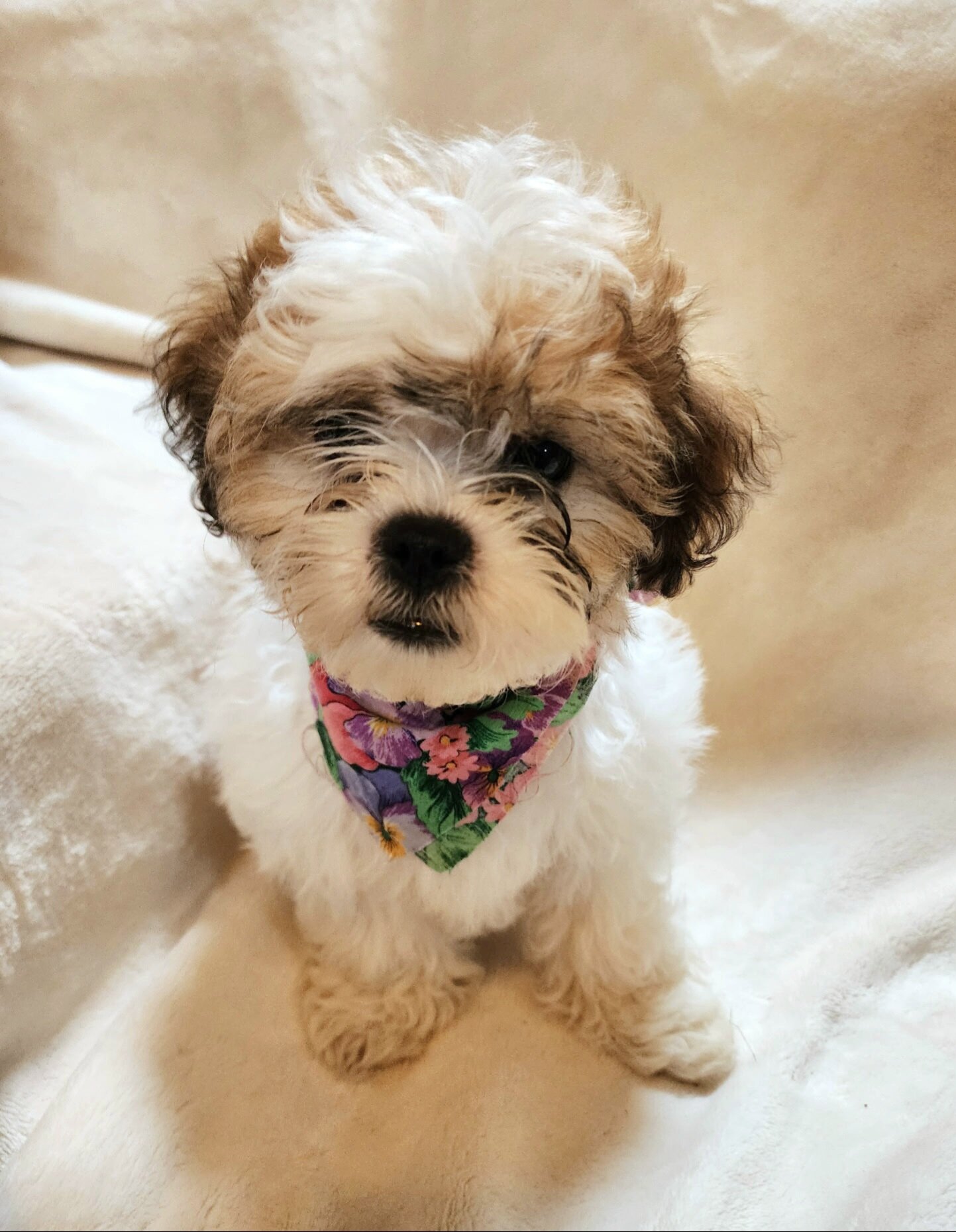 Shichon puppies image 6