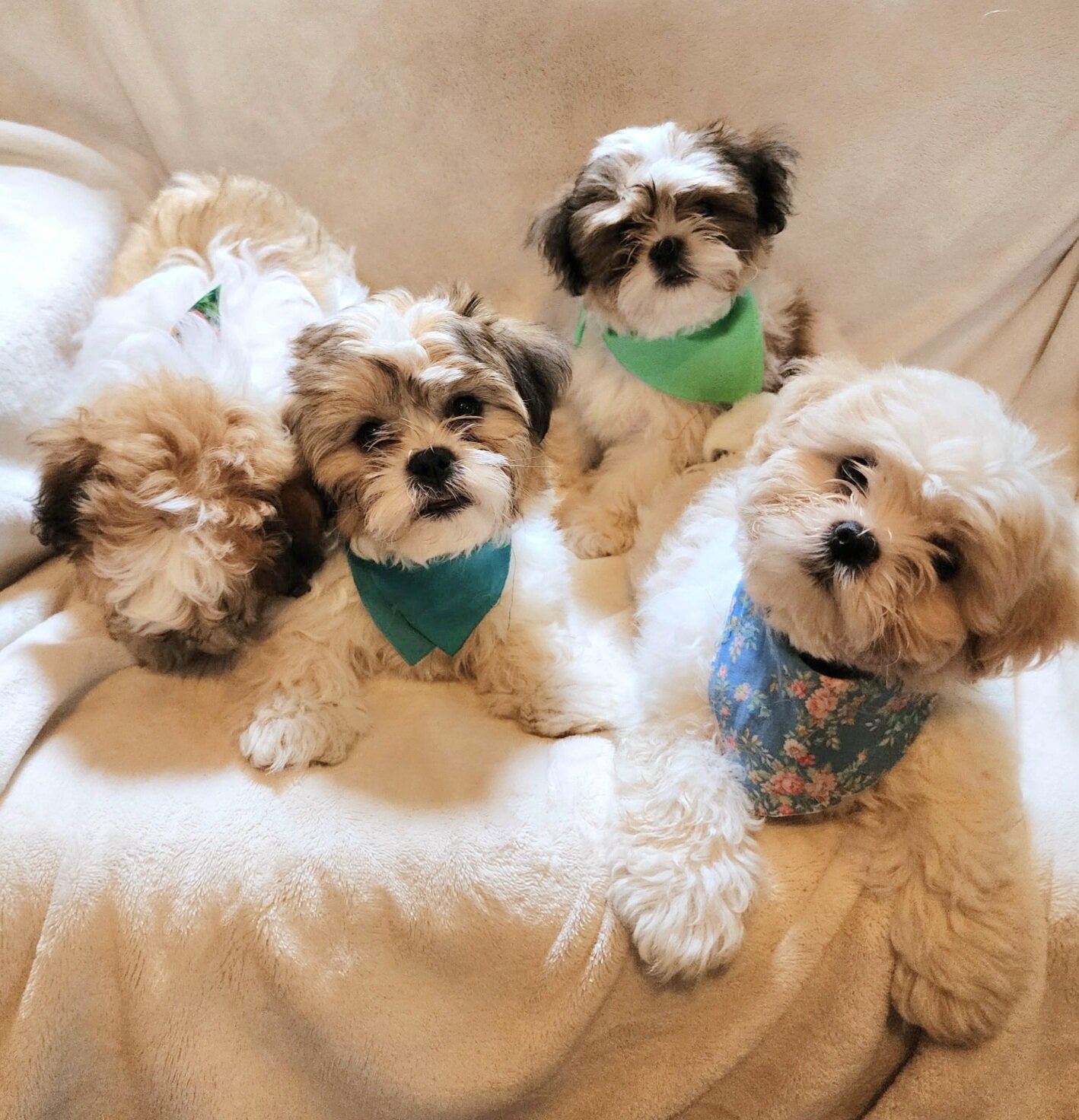 Shichon puppies image 1