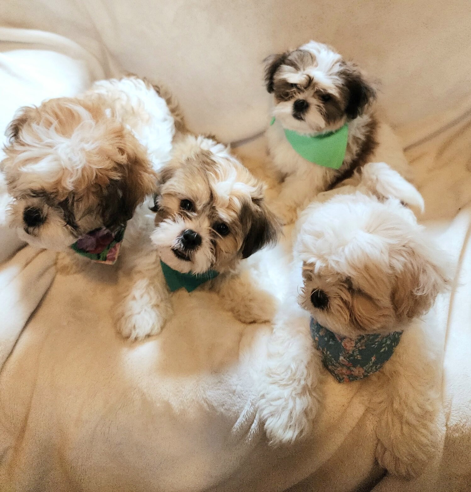 Shichon puppies image 1