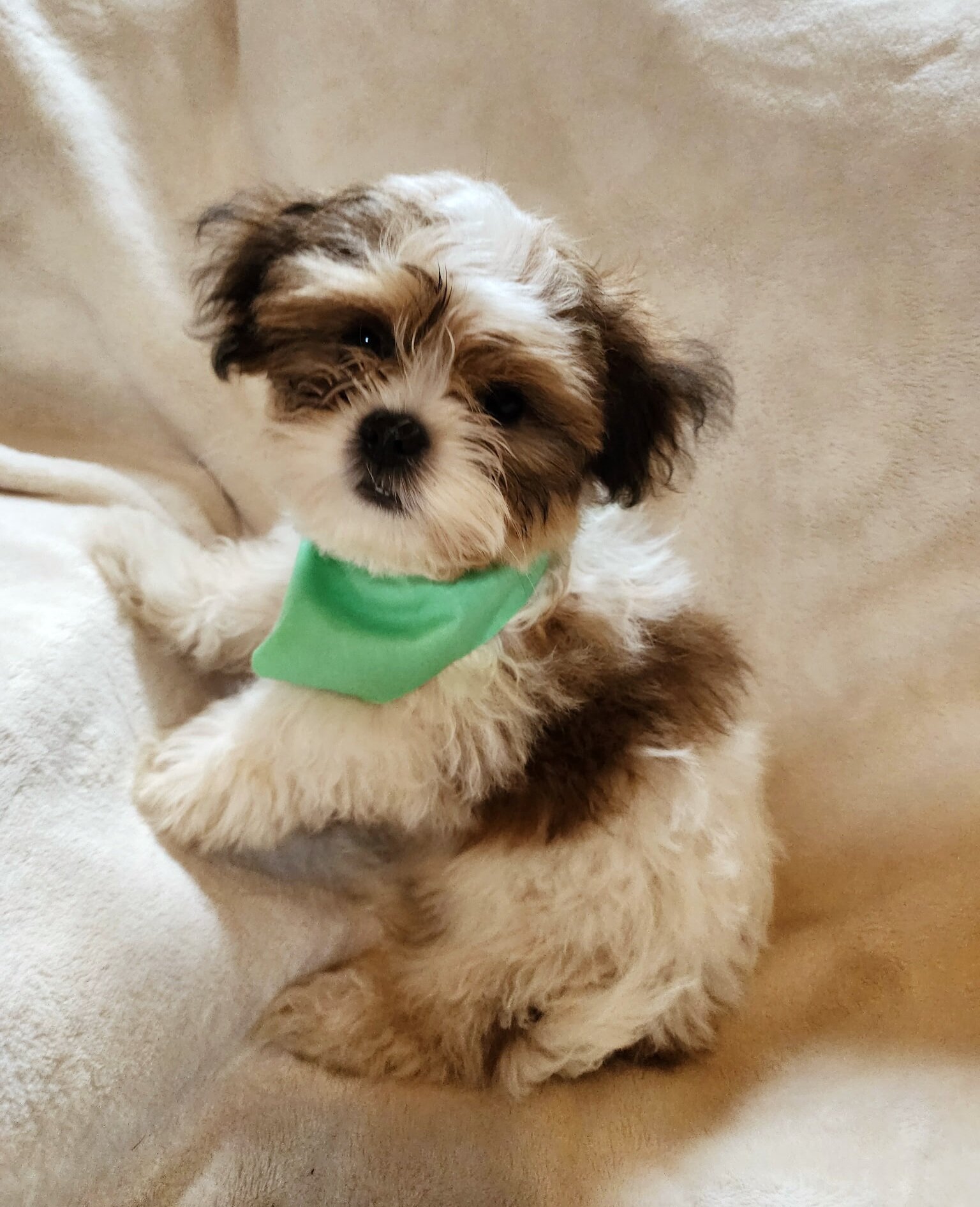 Shichon puppies image 5
