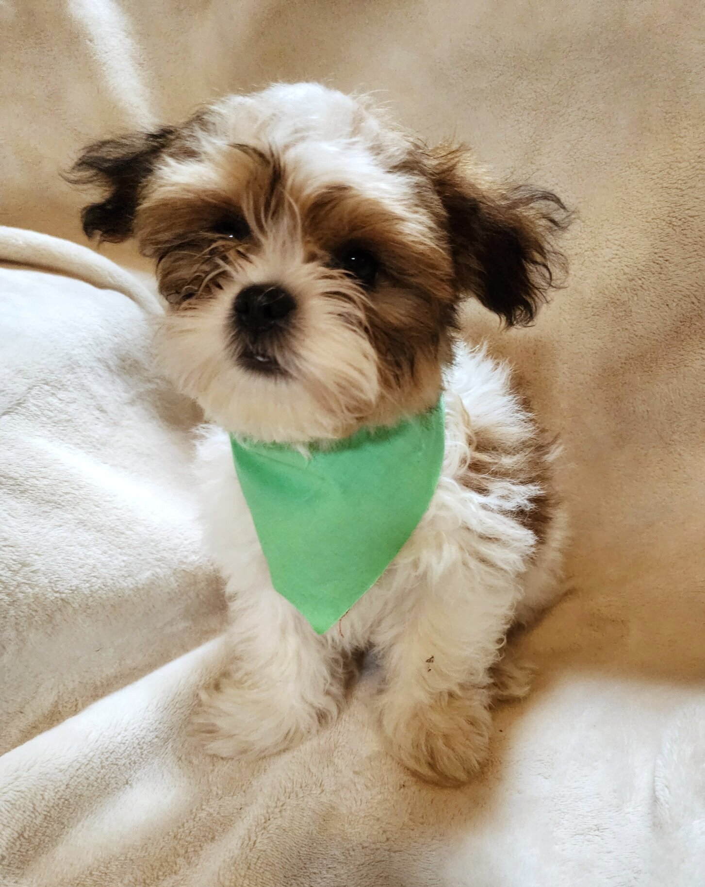 Shichon puppies image 4
