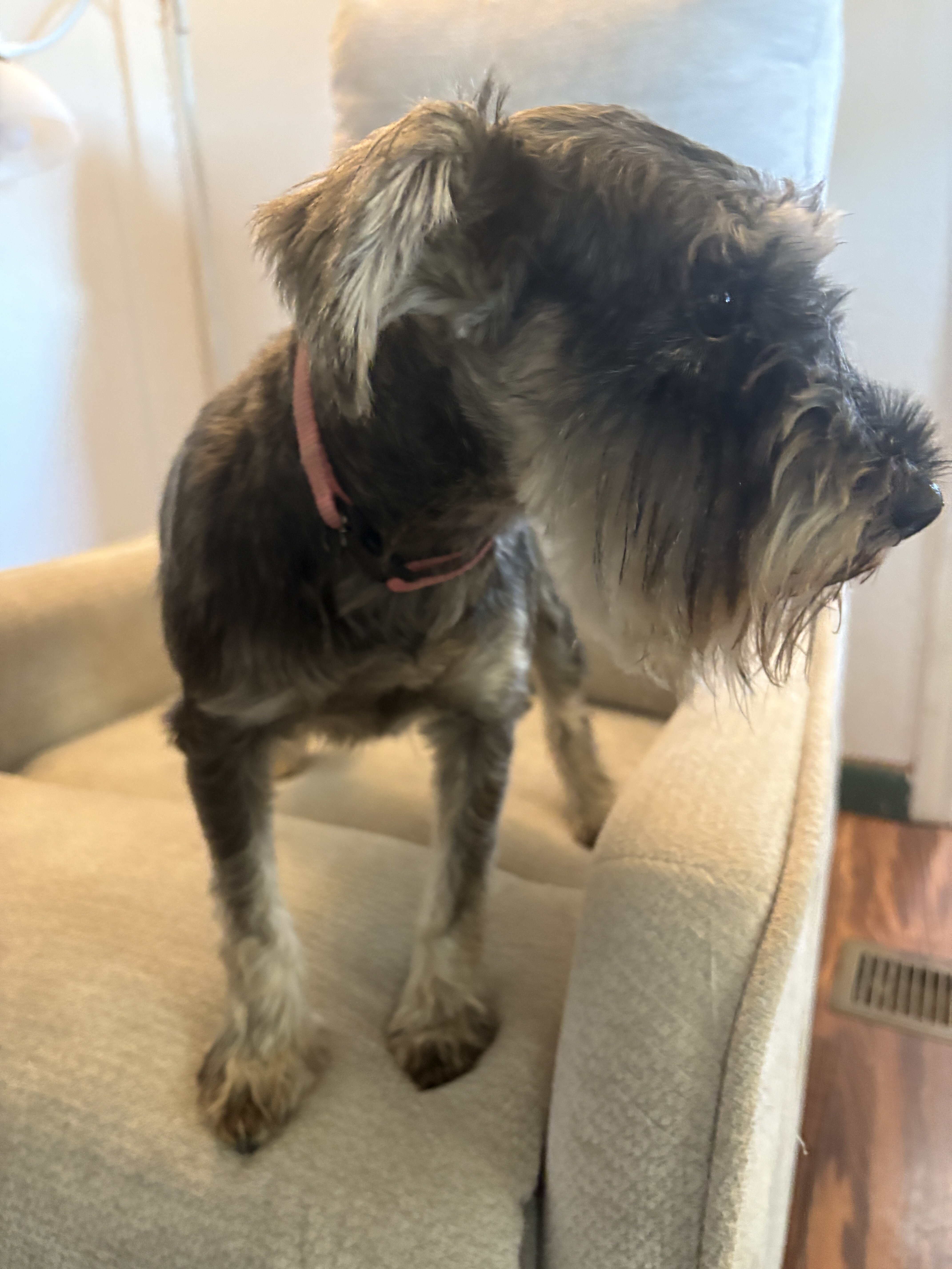 AKC mini schnauzer female 4 yrs old. image 4