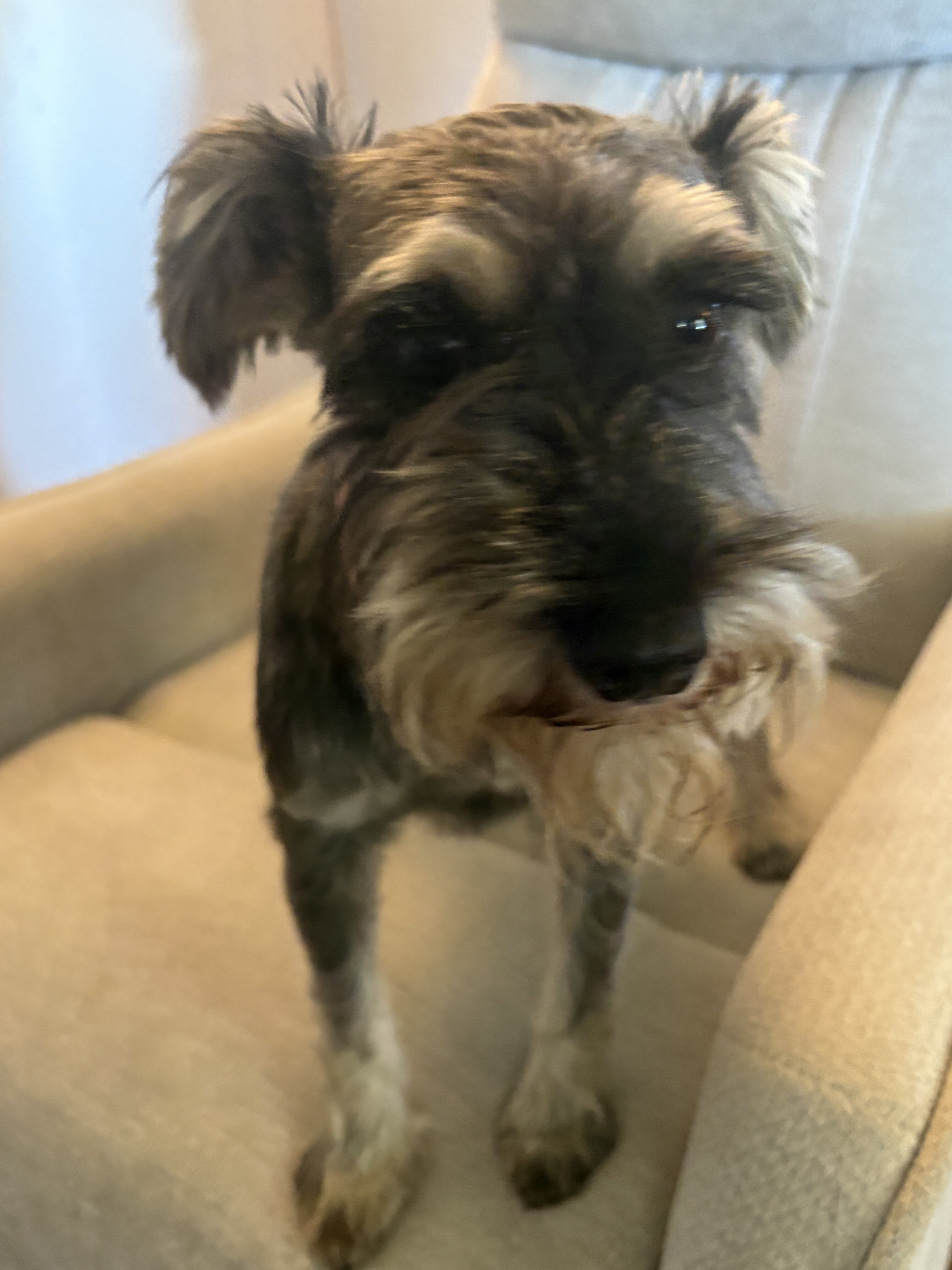 AKC mini schnauzer female 4 yrs old. image 2