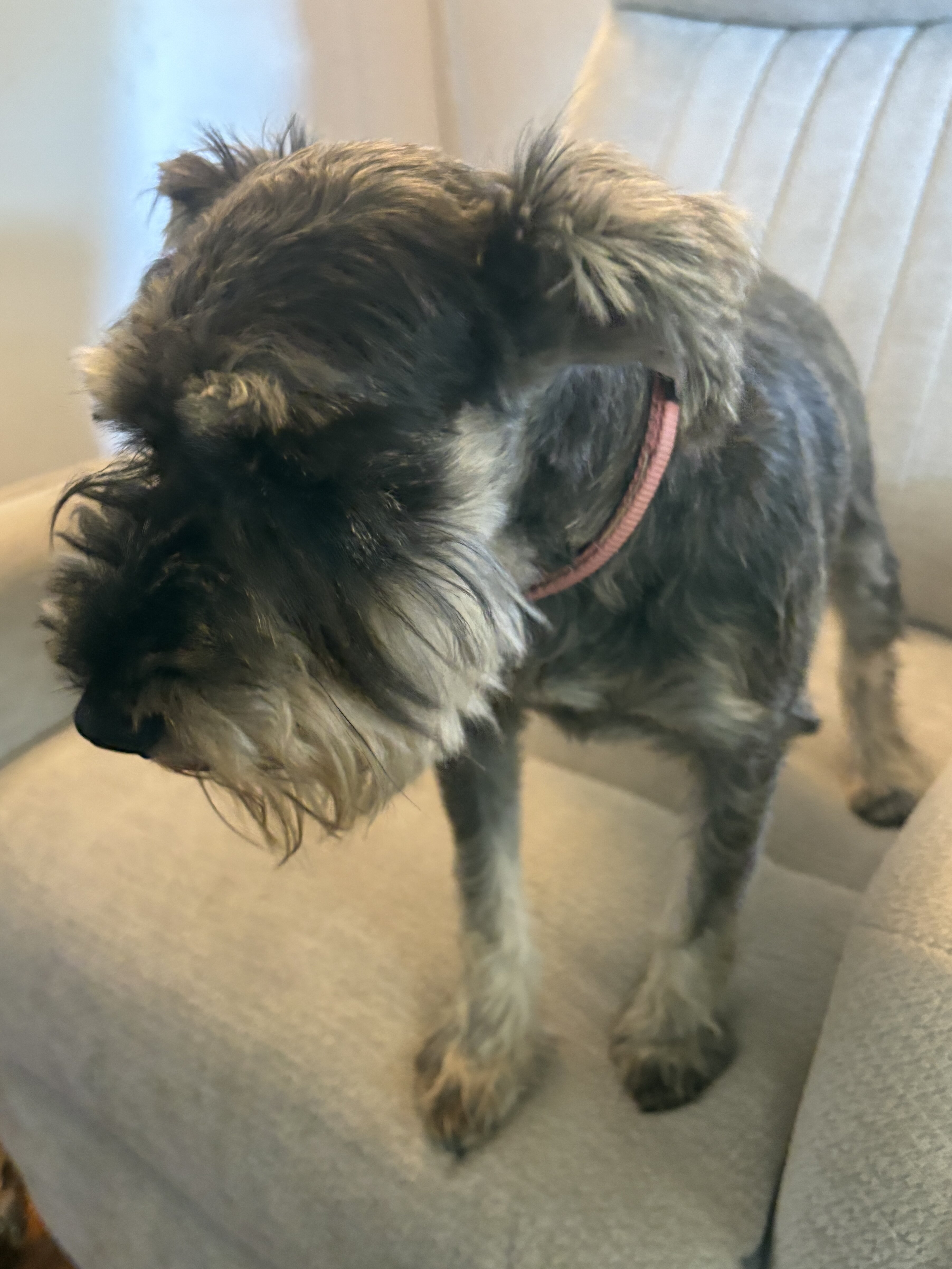 AKC mini schnauzer female 4 yrs old. image 3