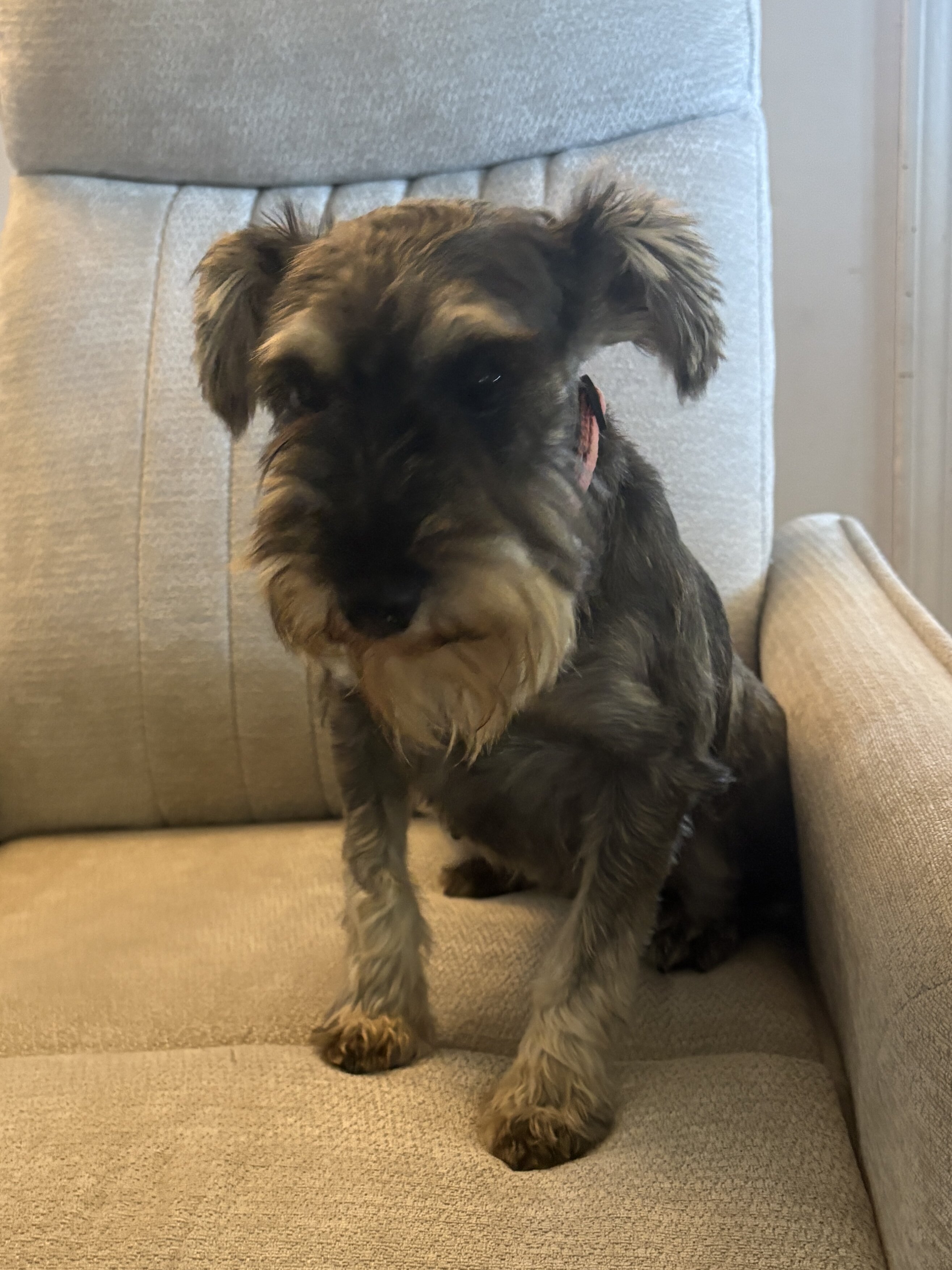 AKC mini schnauzer female 4 yrs old. image 1
