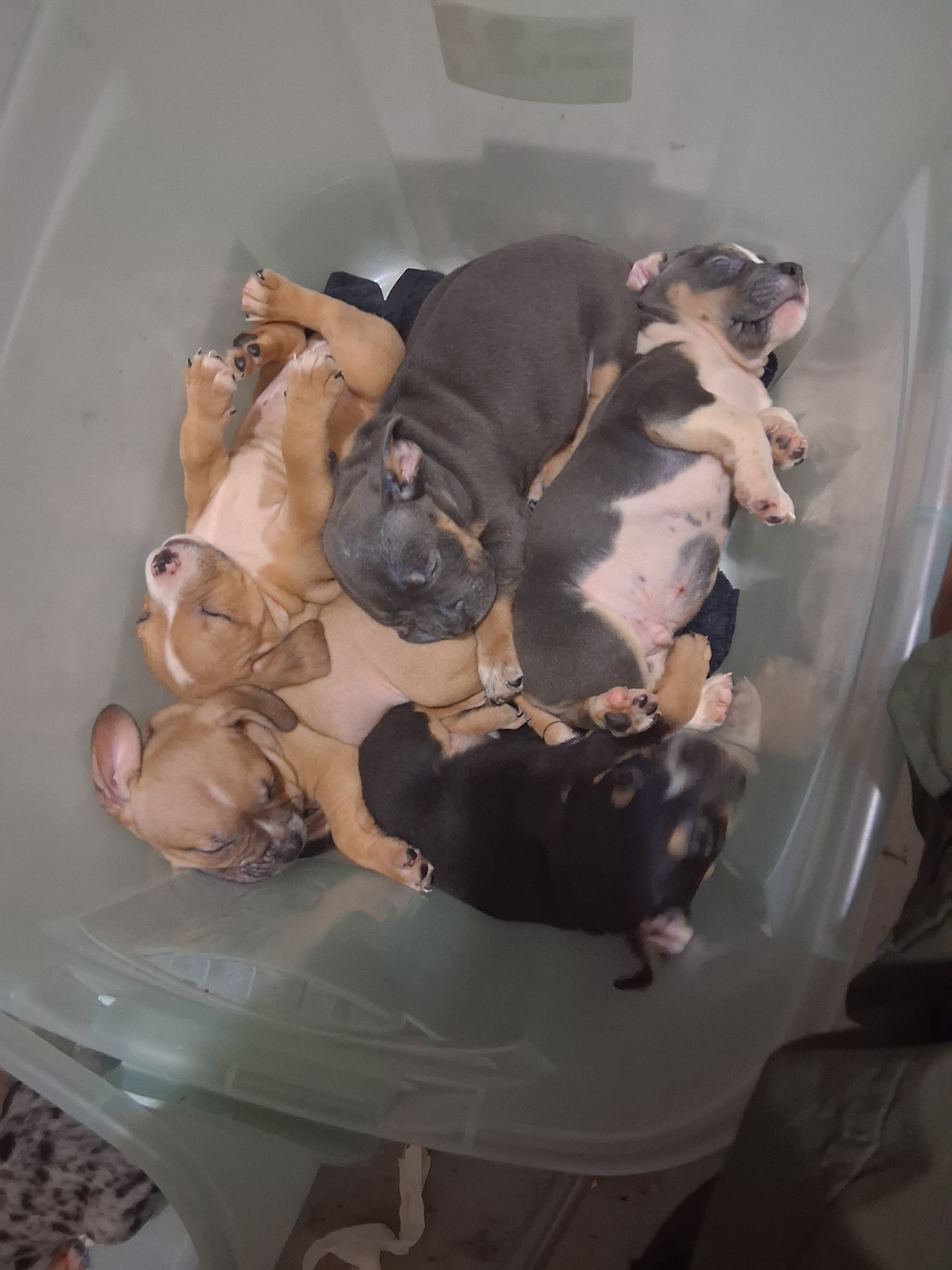 Pocket  Bullies image 1