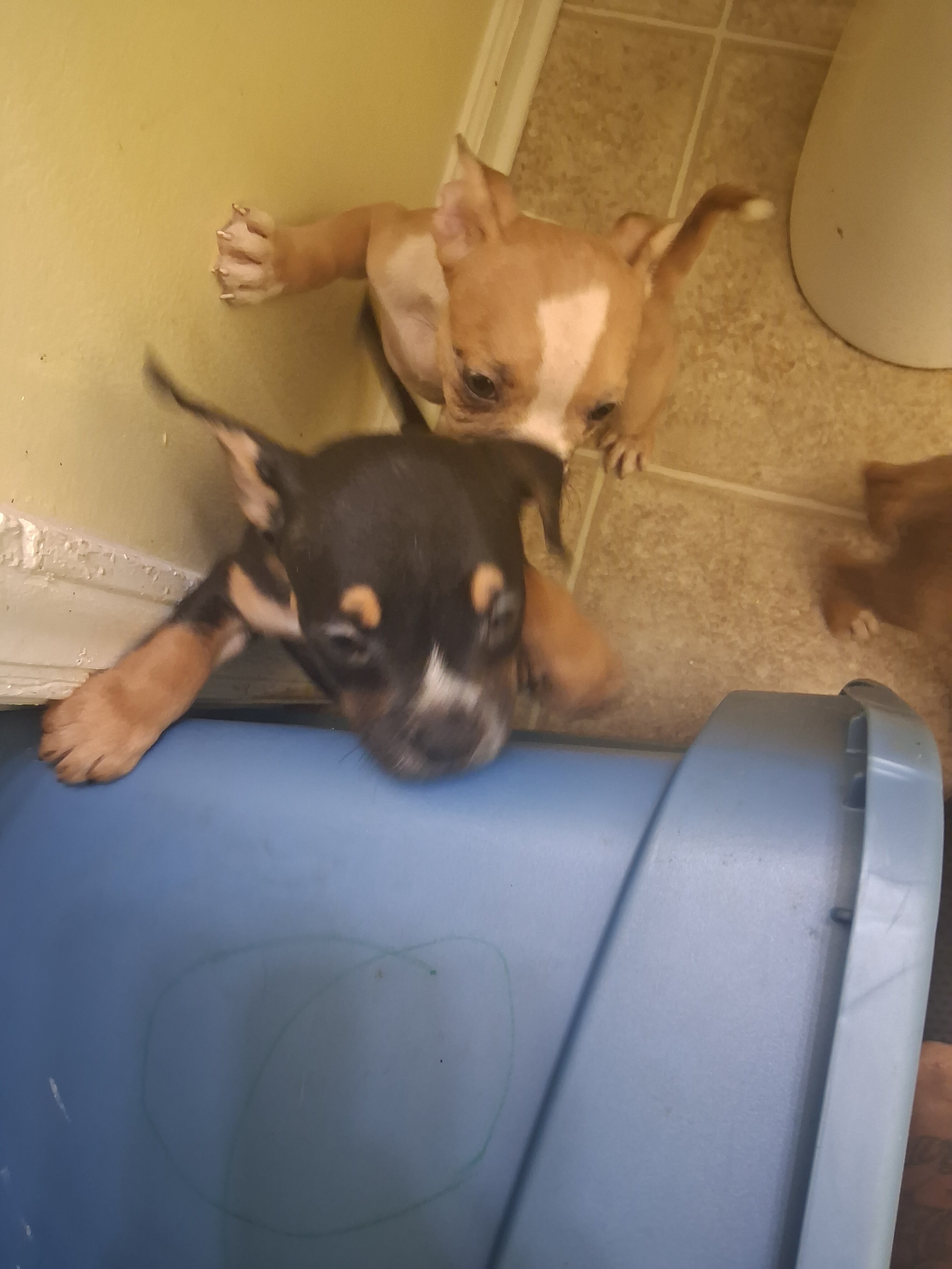 Pocket  Bullies image 4