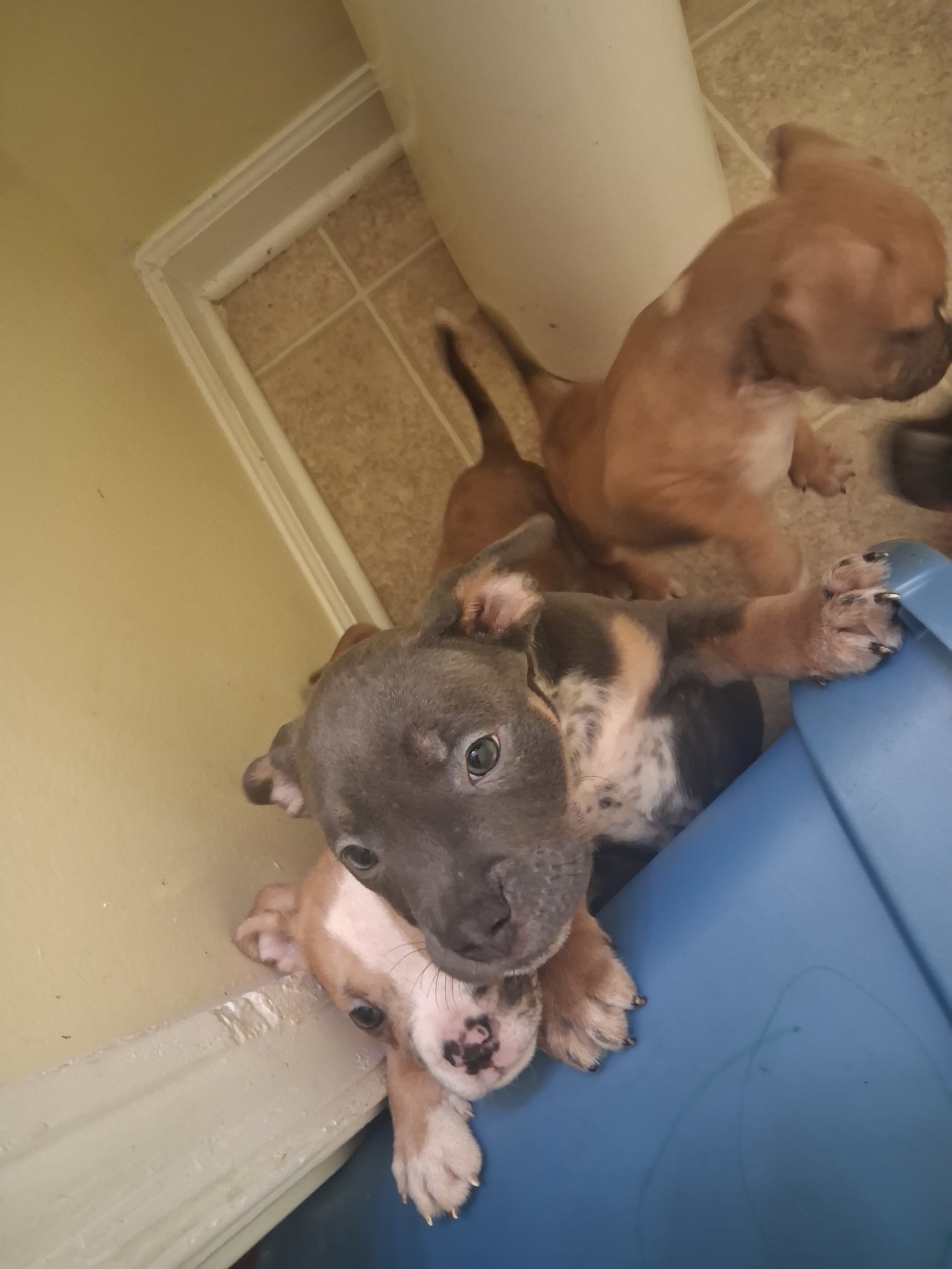 Pocket  Bullies image 3