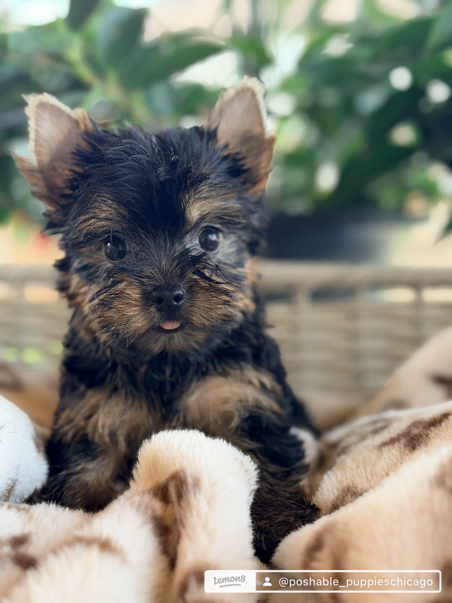 Yorkie puppies image 6