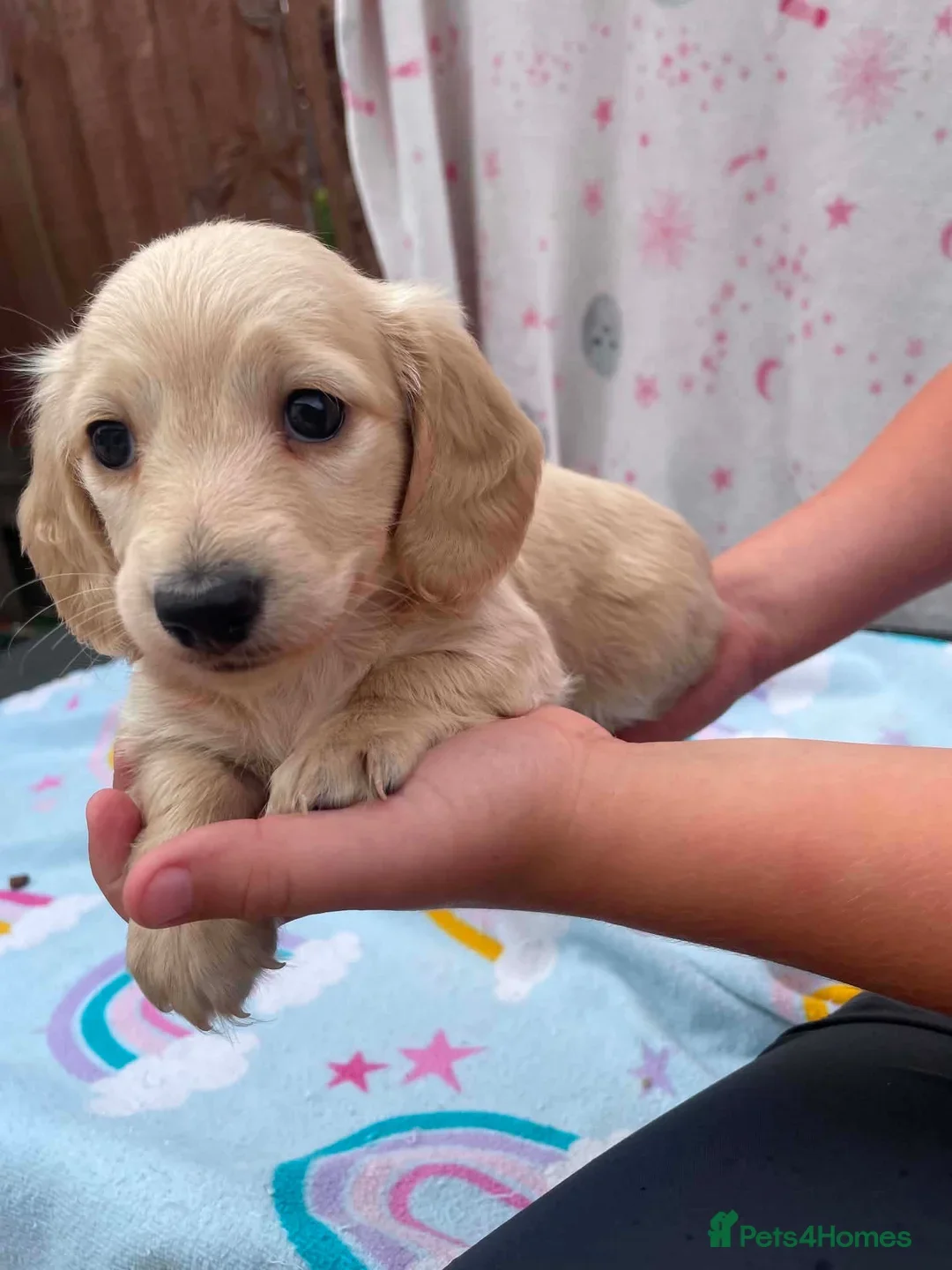 REDUCED READY NOW Longhair cream mini dachshund image 4