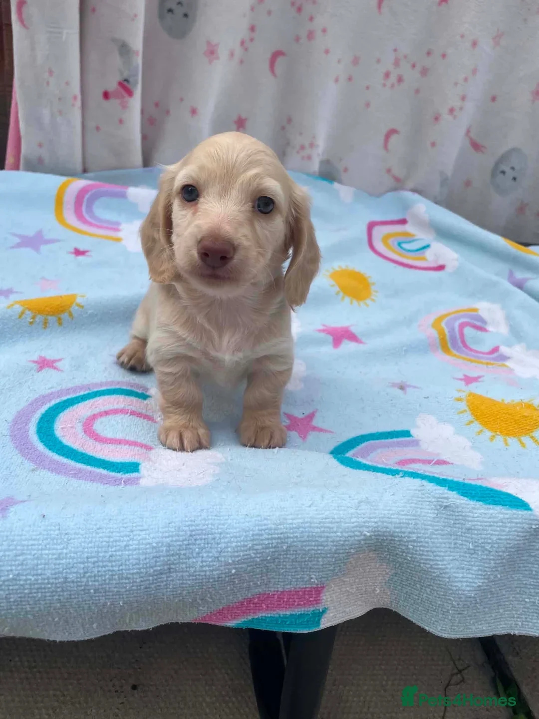 REDUCED READY NOW Longhair cream mini dachshund image 9
