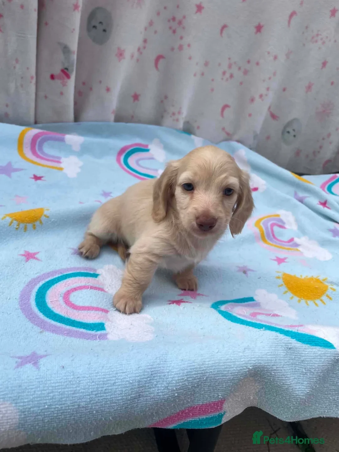 REDUCED READY NOW Longhair cream mini dachshund image 8