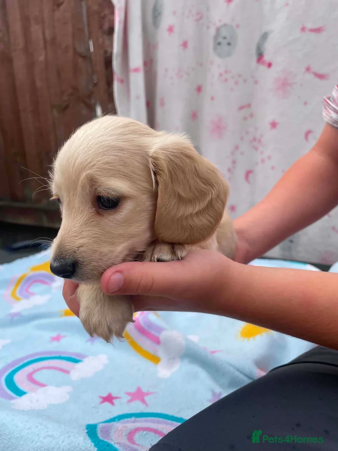 REDUCED READY NOW Longhair cream mini dachshund image 2