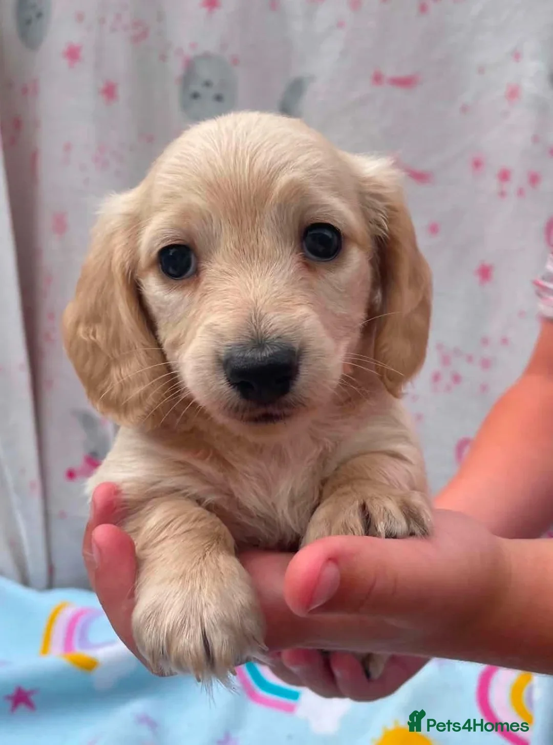 REDUCED READY NOW Longhair cream mini dachshund image 1