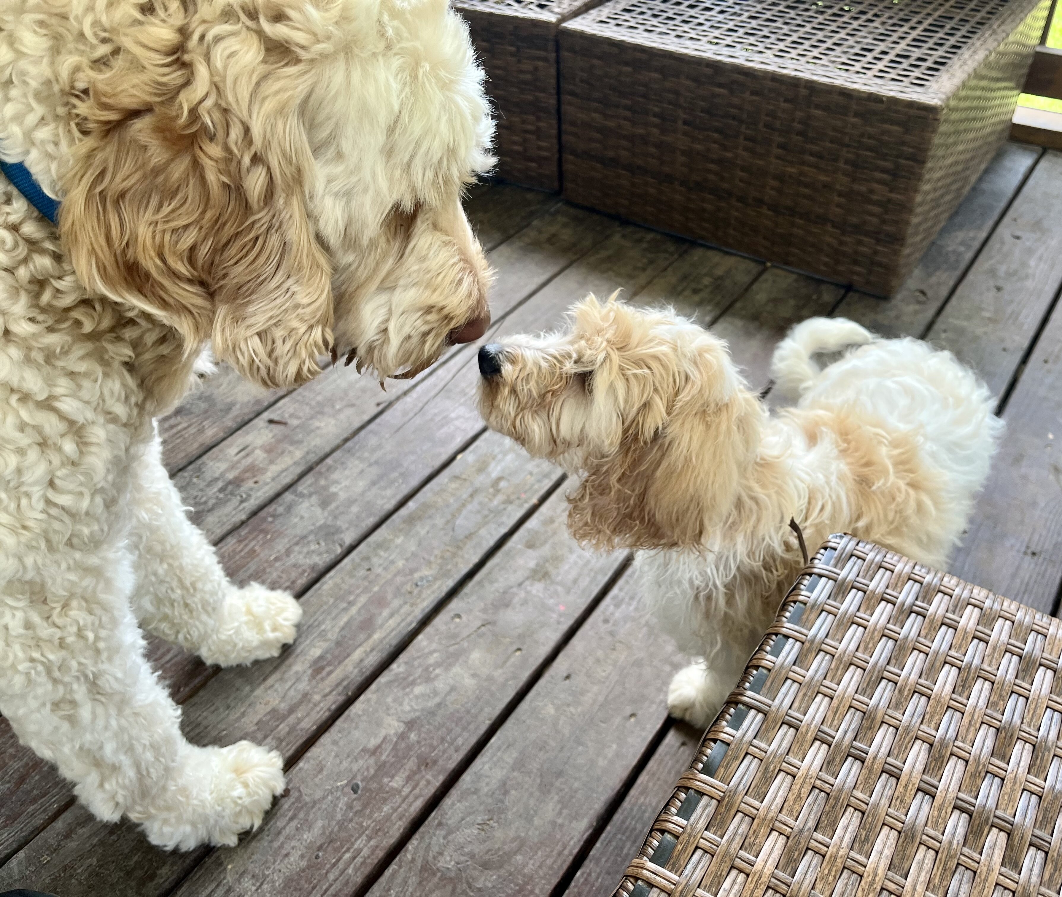 F2B Goldendoodles image 4