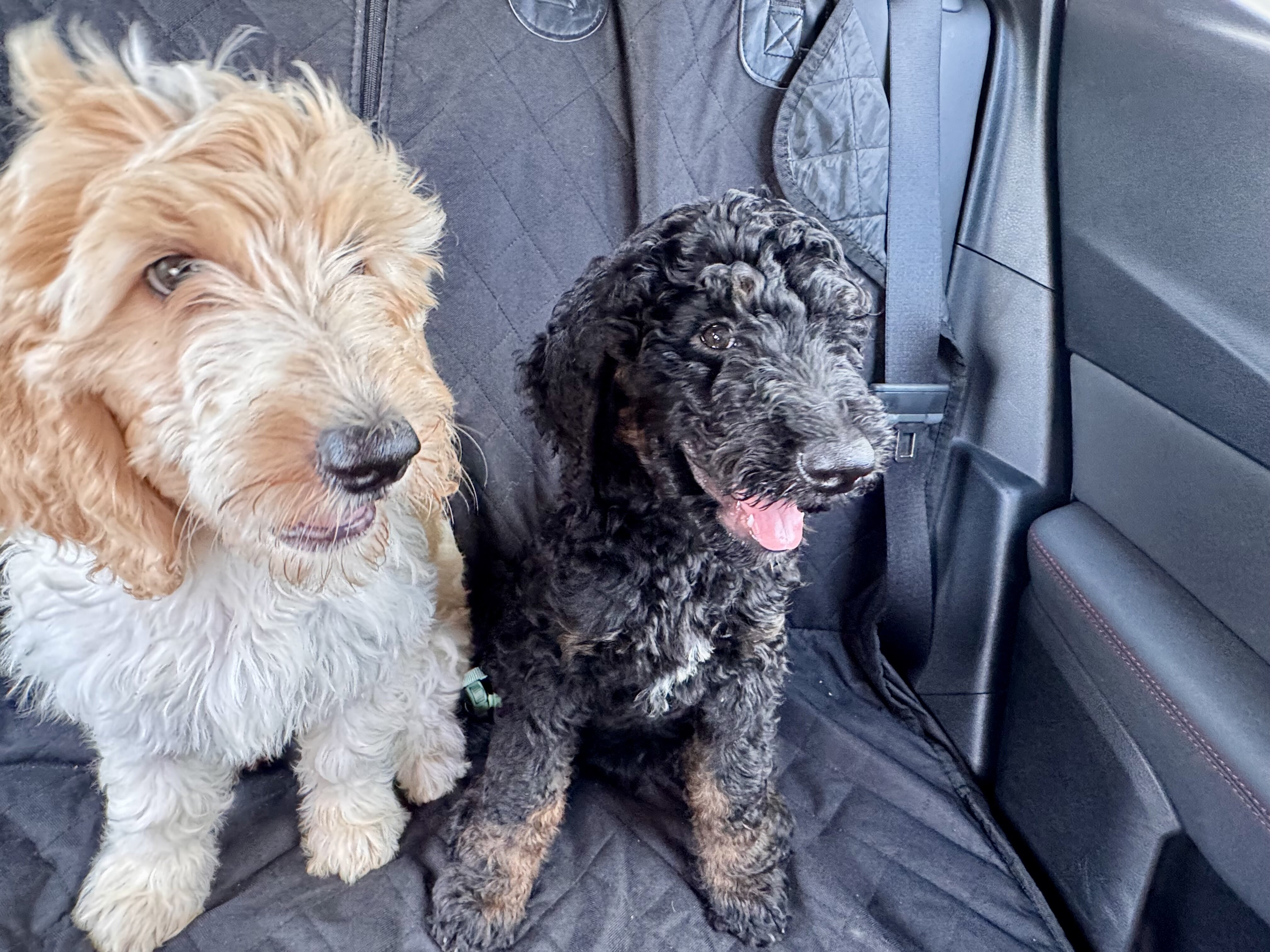 F2B Goldendoodles image 2