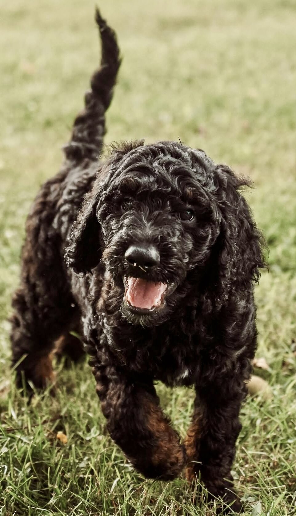 F2B Goldendoodles image 1