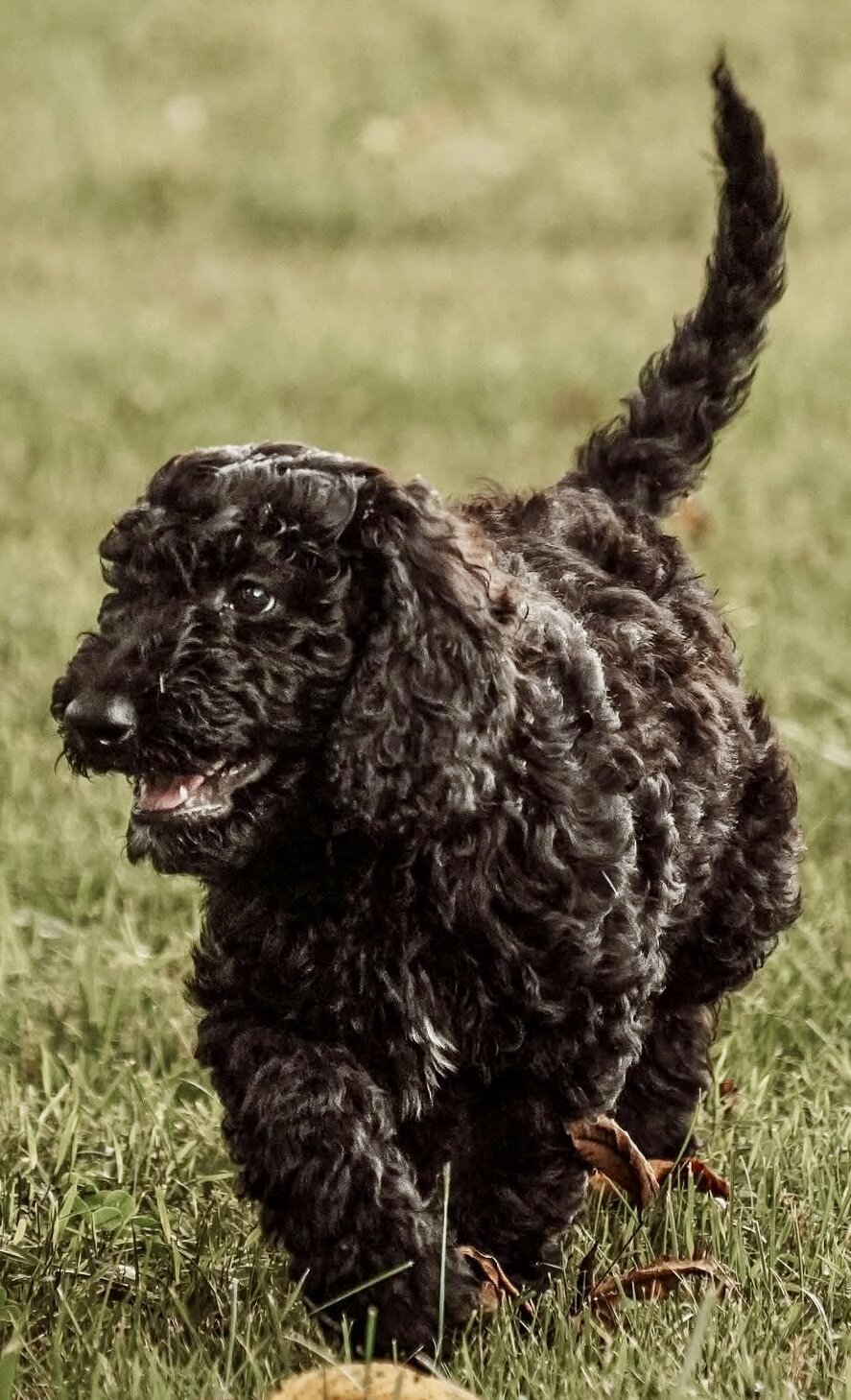 F2B Goldendoodles image 6