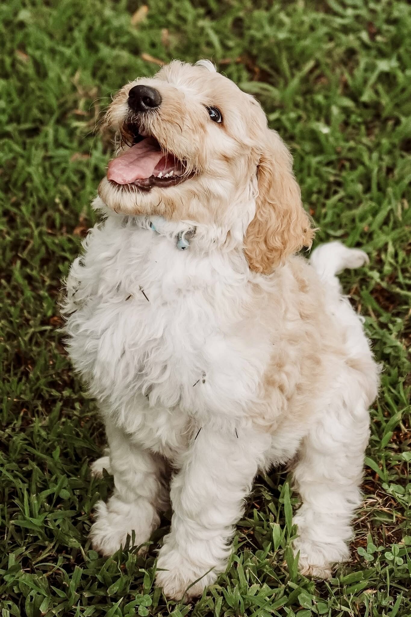 F2B Goldendoodles image 3