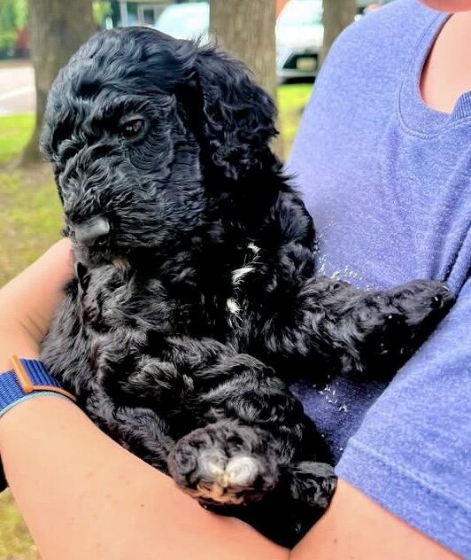 F2B Goldendoodles image 5