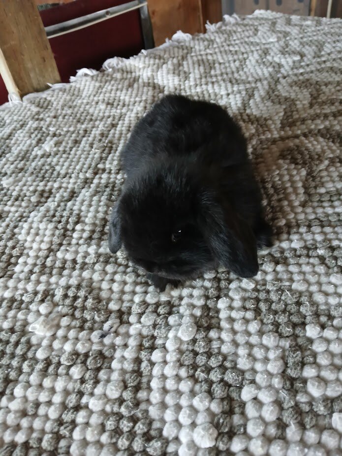 Purebred Holland Lop Bunnies image 2