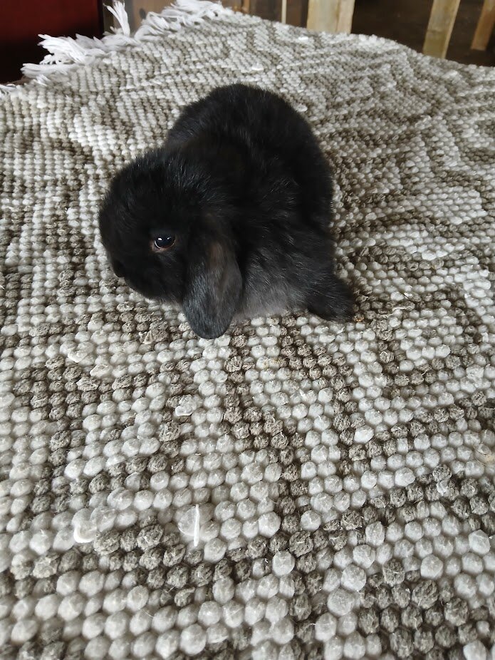 Purebred Holland Lop Bunnies image 1