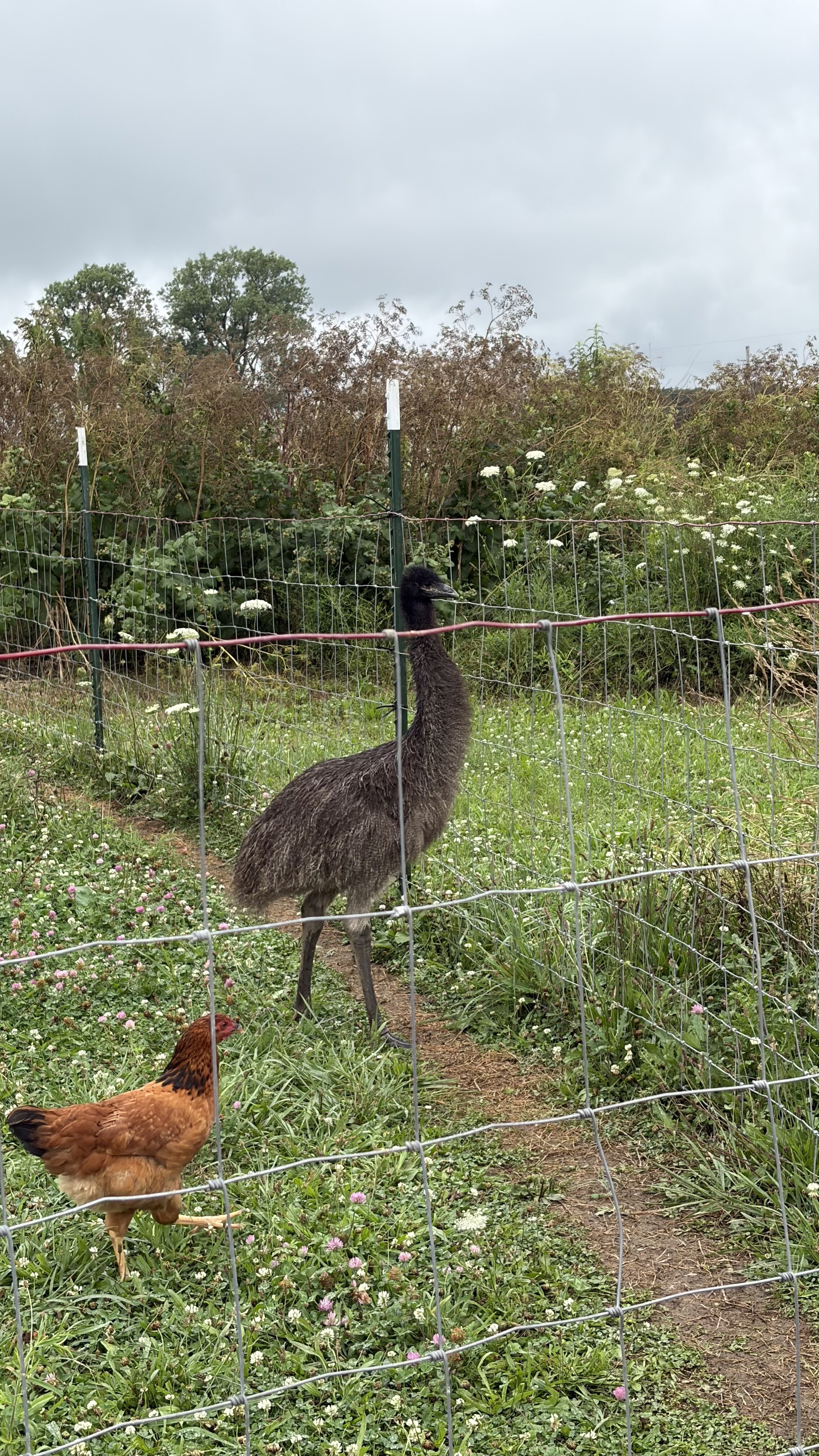 Emu image 2