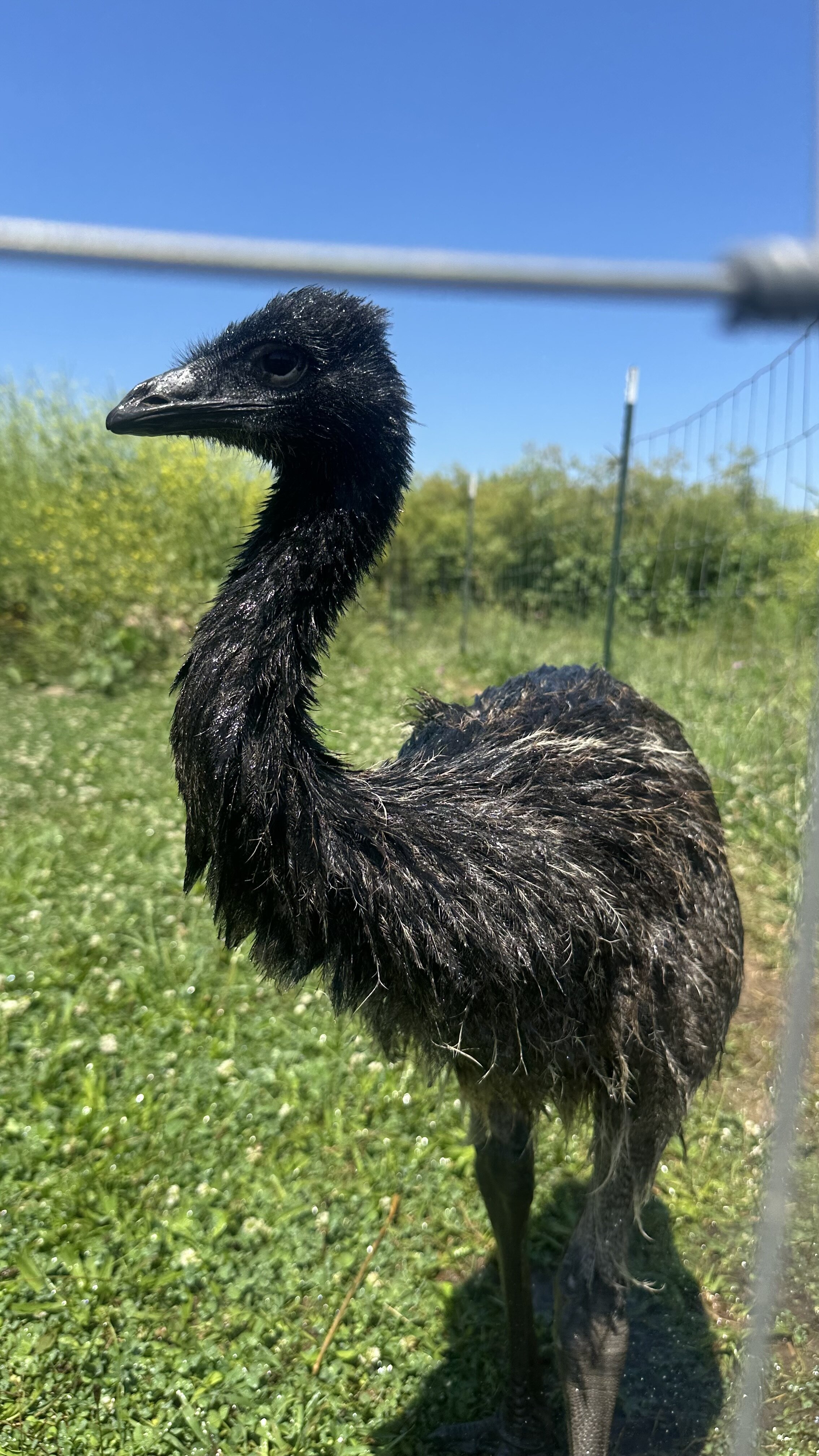 Emu image 1