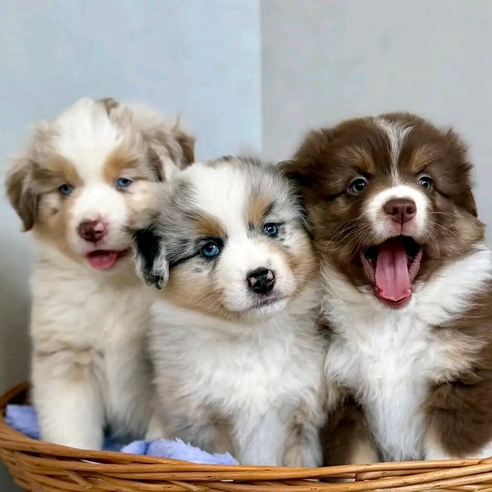 ✨ Border Collie Puppies for good homes🐾 image 5