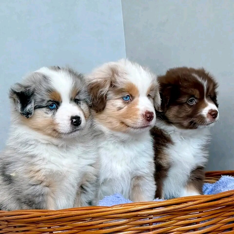 ✨ Border Collie Puppies for good homes🐾 image 3