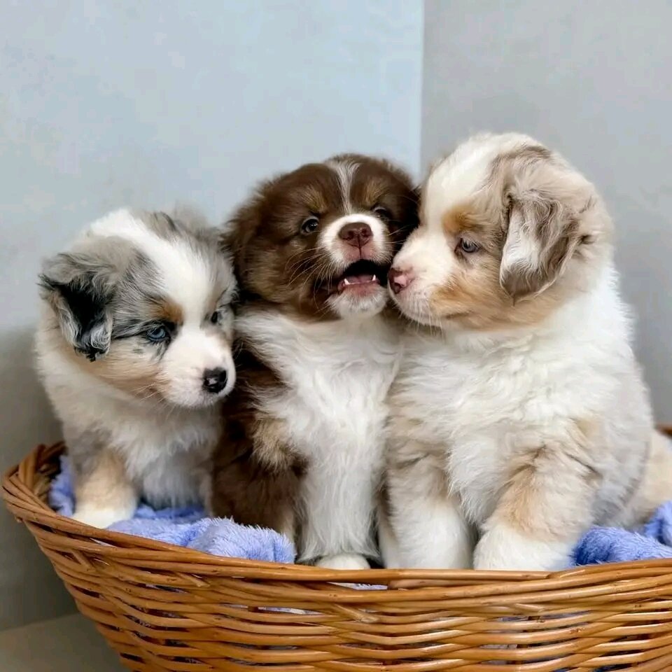 ✨ Border Collie Puppies for good homes🐾 image 2