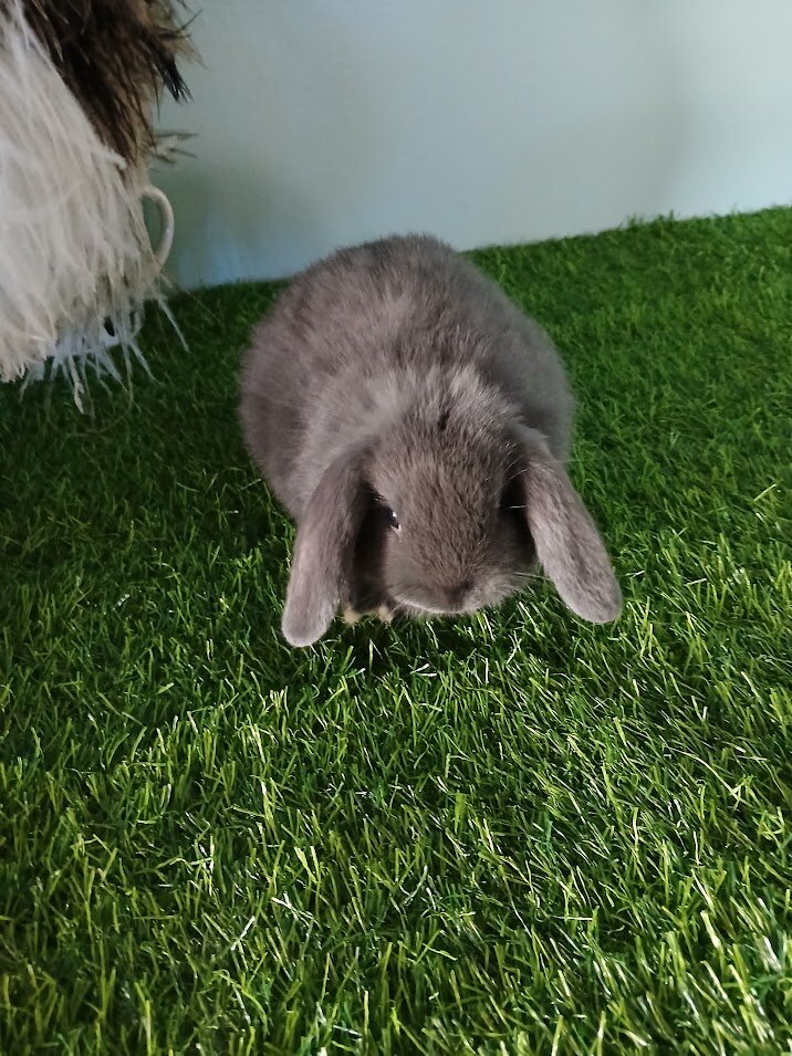 Purebred Holland Lop Bunny image 1
