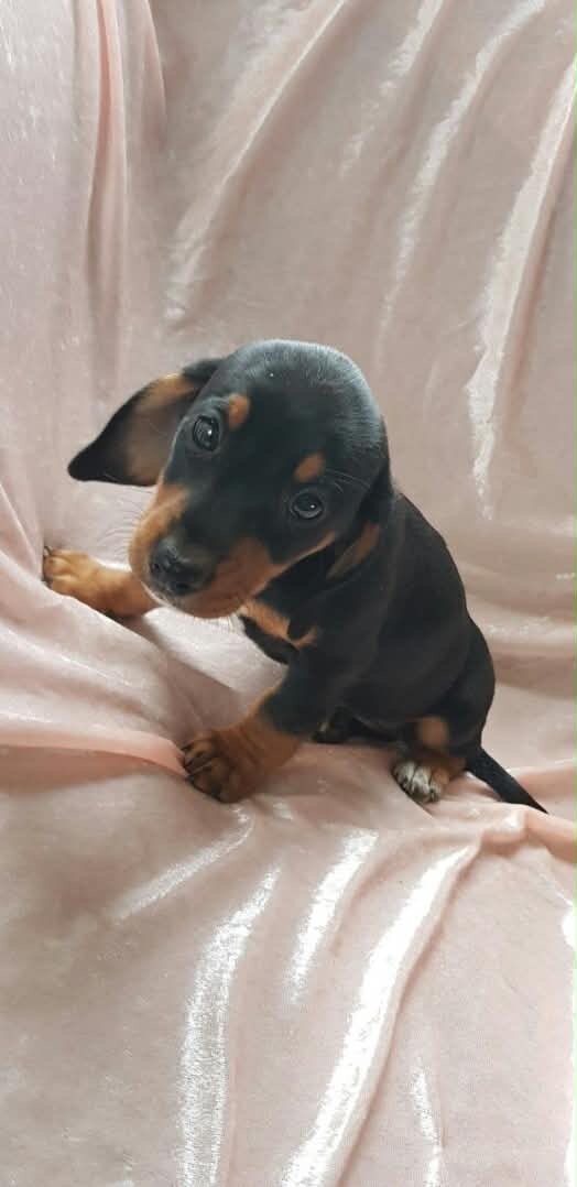 Molly-Lovely Female Dachshund puppy image 1