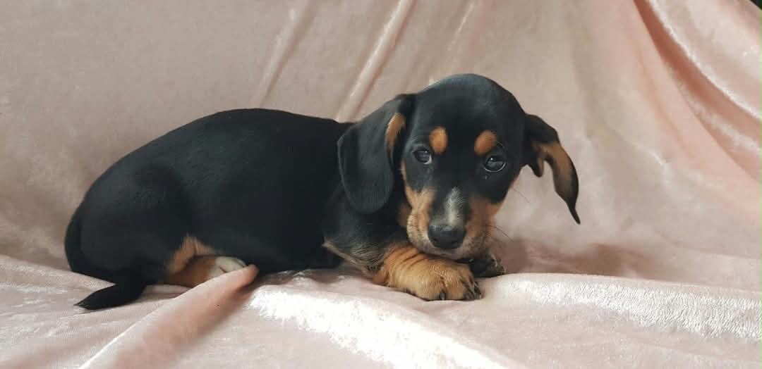 Molly-Lovely Female Dachshund puppy image 3