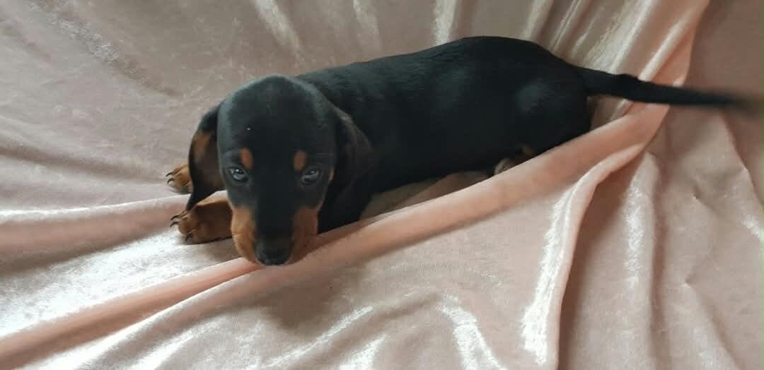 Molly-Lovely Female Dachshund puppy image 2