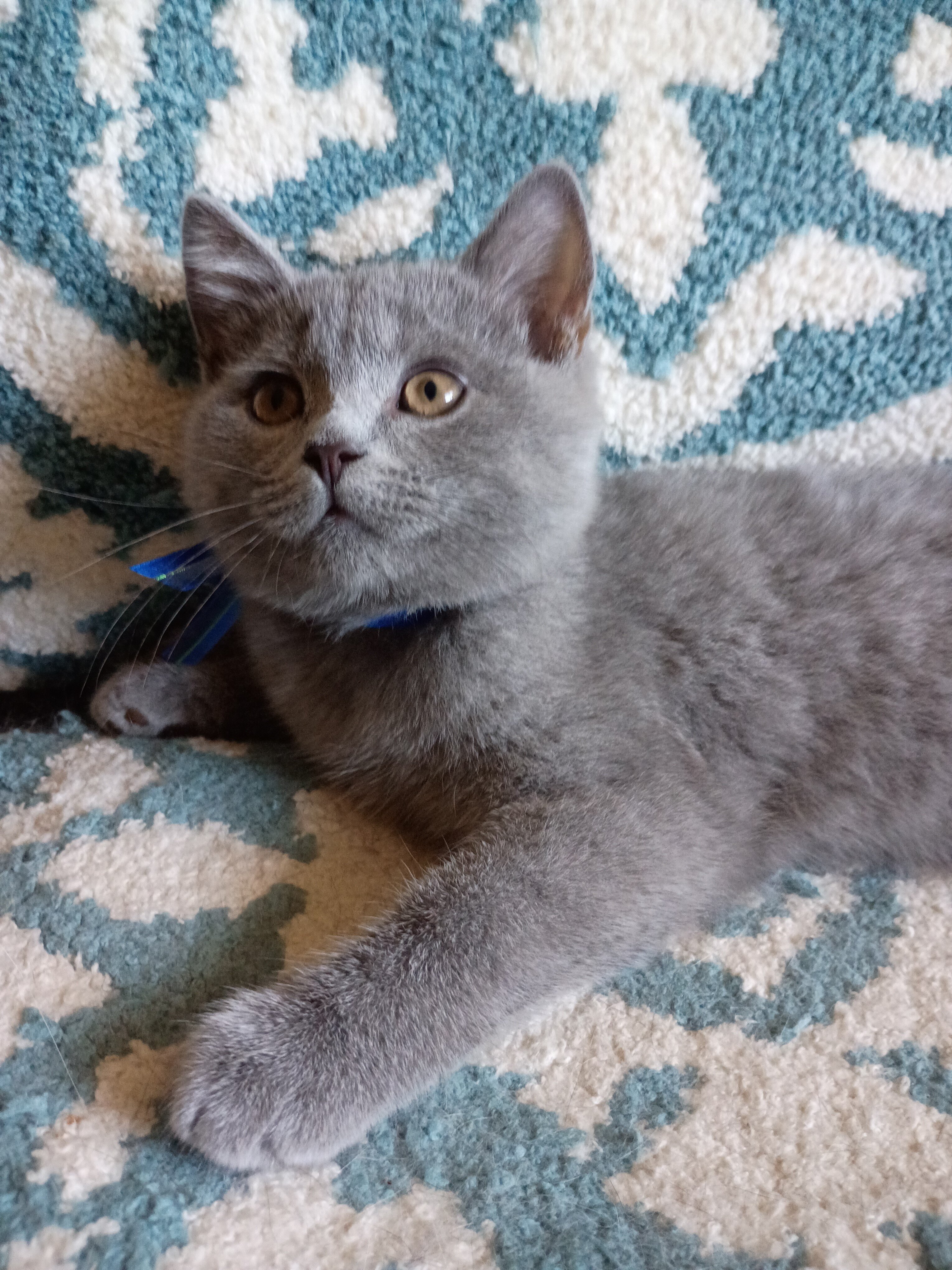 British shorthair kitten image 2