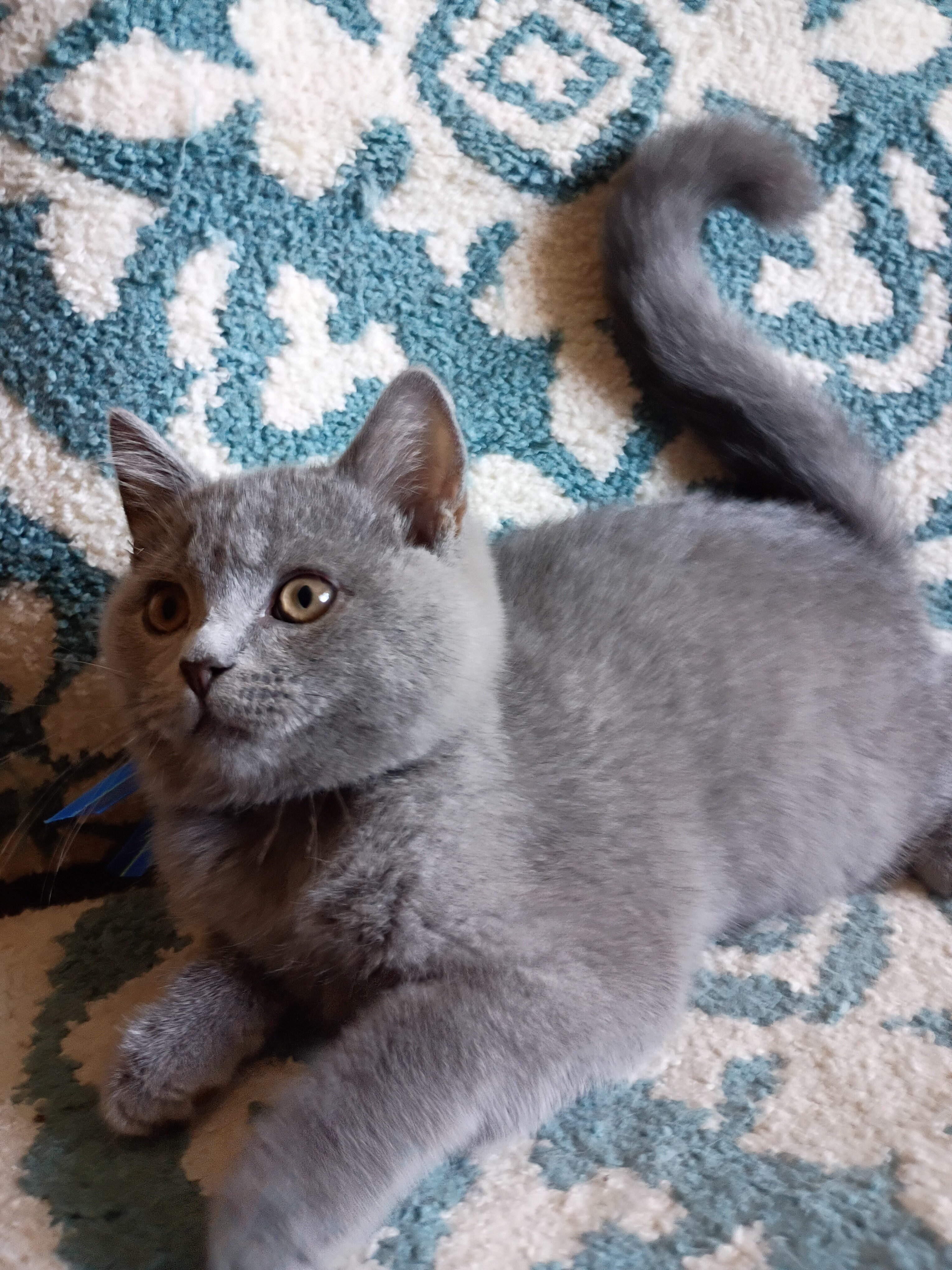 British shorthair kitten image 3