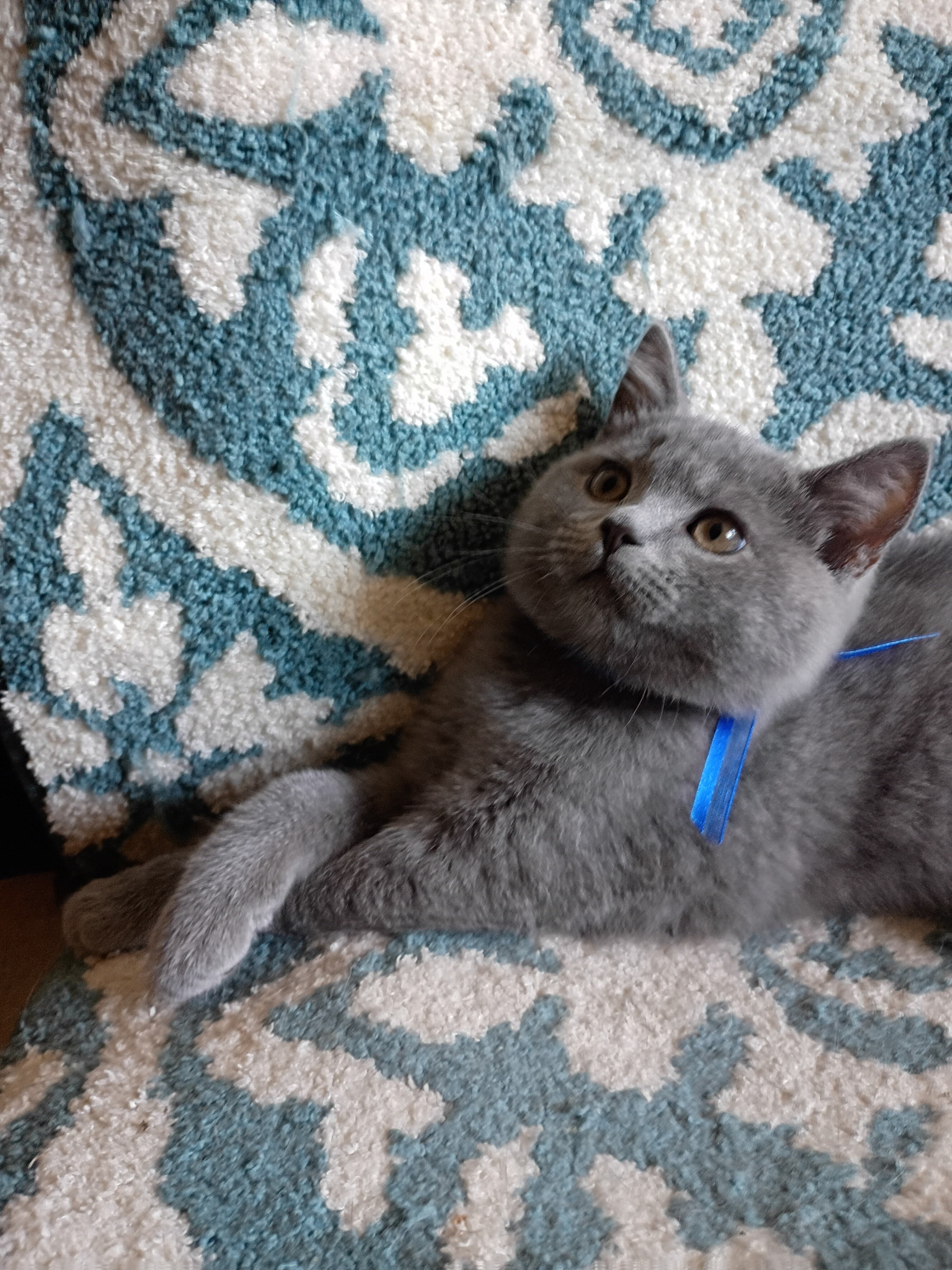 British shorthair kitten image 1
