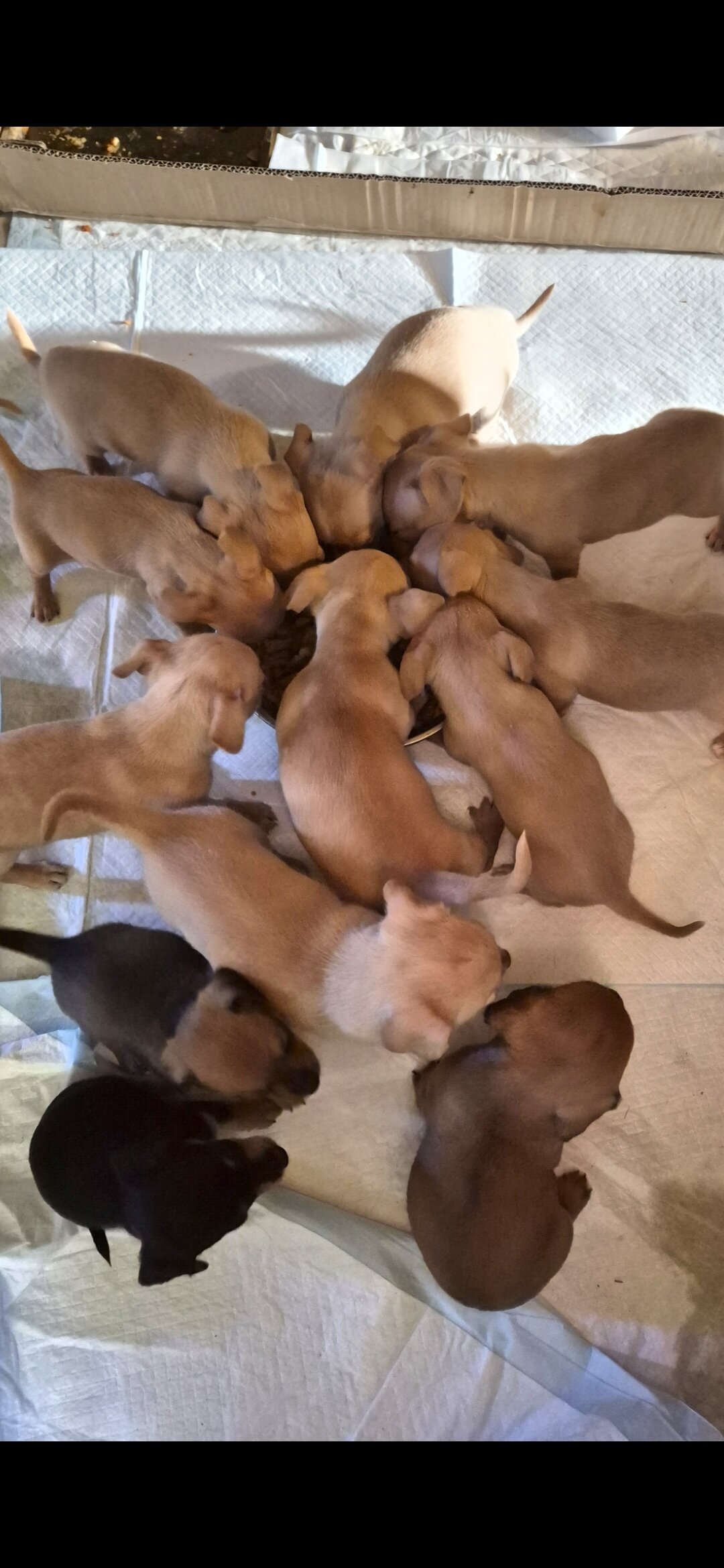 Cheweenie image 1